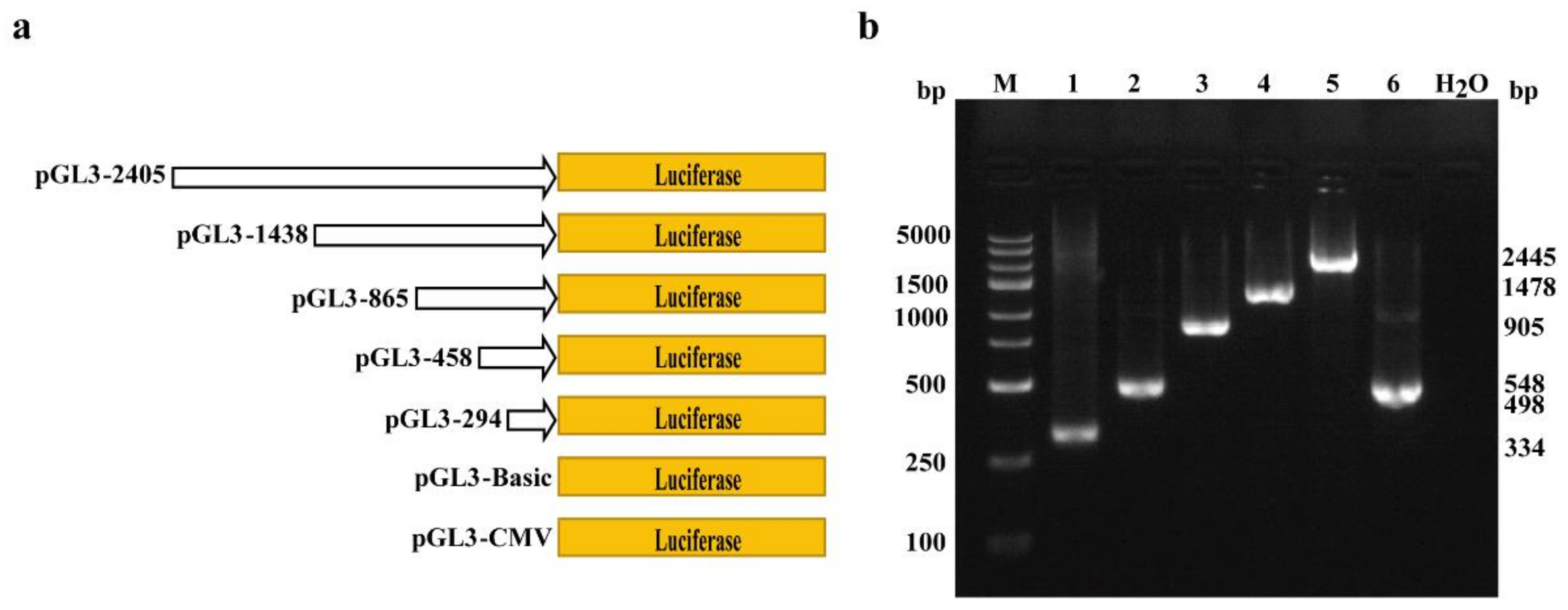 Genes 13 01971 g003 Genes 13 01971 g003