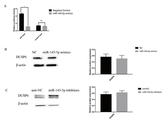 Regulation of Proliferation and Apoptosis of Hair Follicle Stem Cells ...