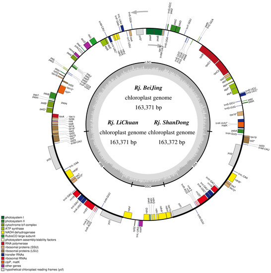 A Comparative Phylogenetic Analysis on the Chloroplast