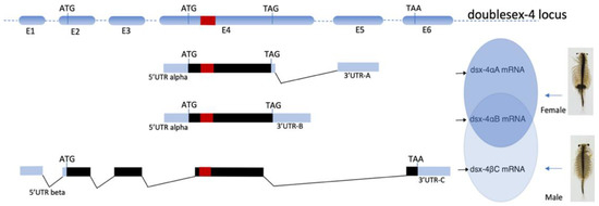 The Sex-Specific Splicing of Doublesex in Brine Shrimp Artemia franciscana