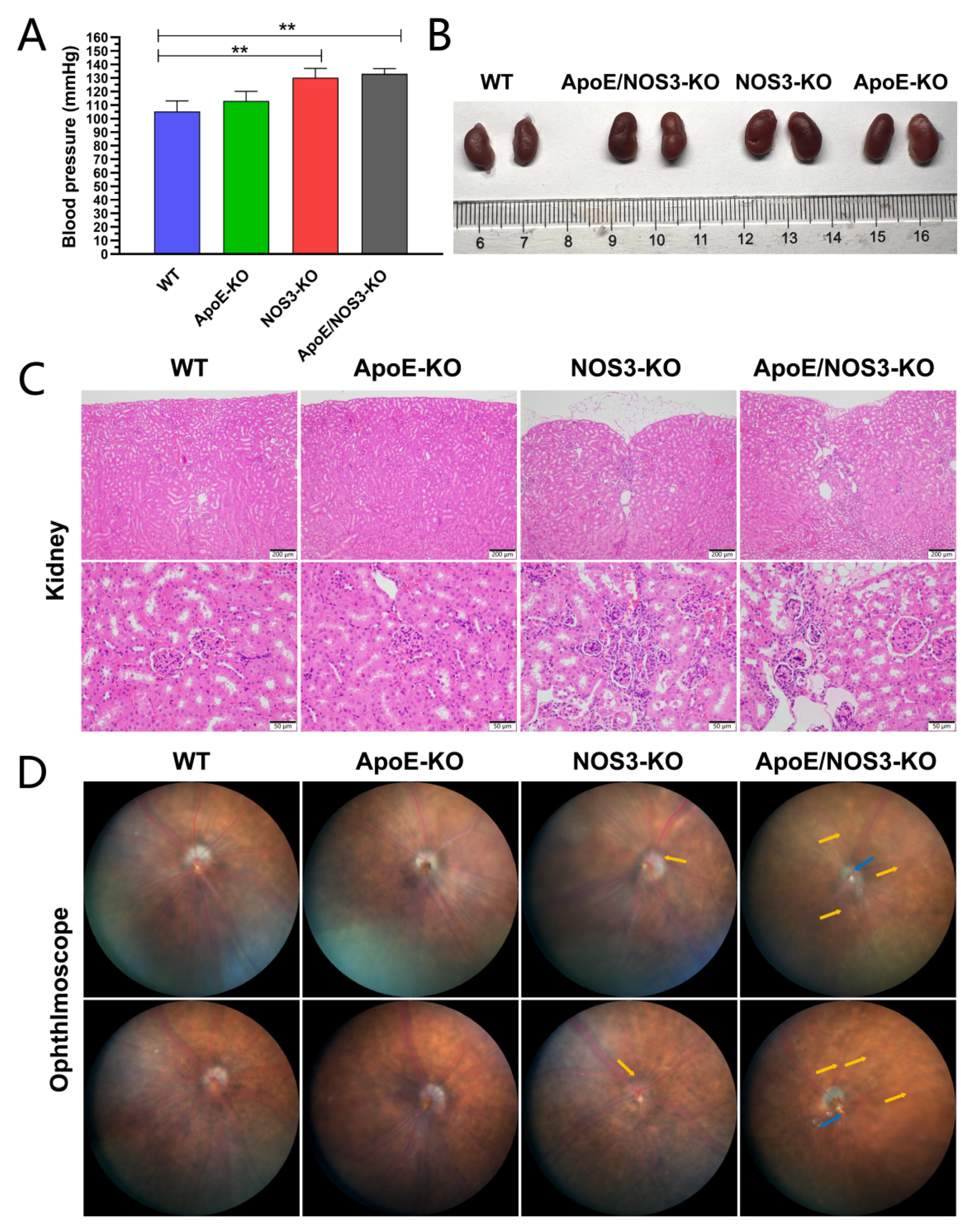 Genes 13 01998 g001 Genes 13 01998 g001