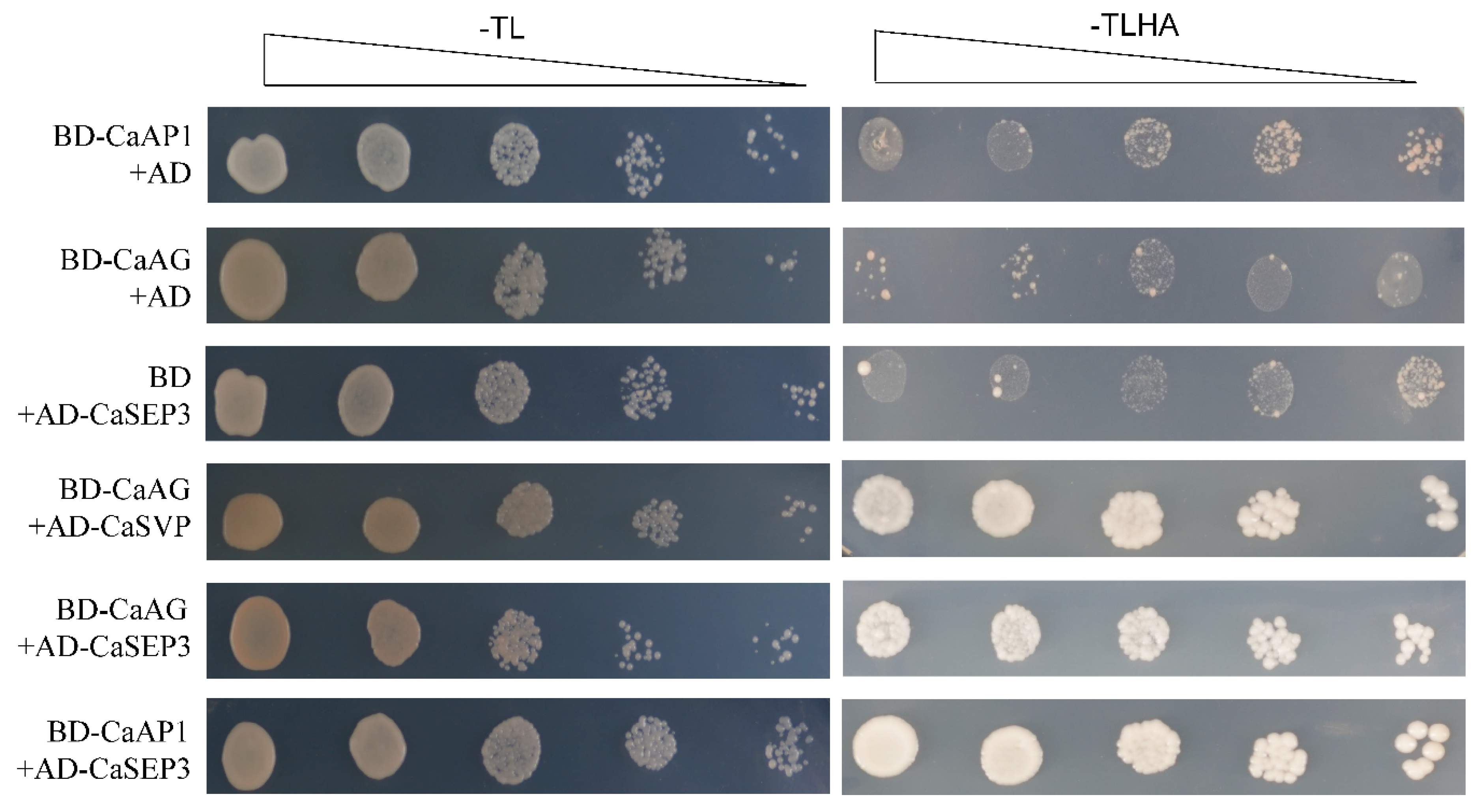Genes 13 02047 g008 Genes 13 02047 g008