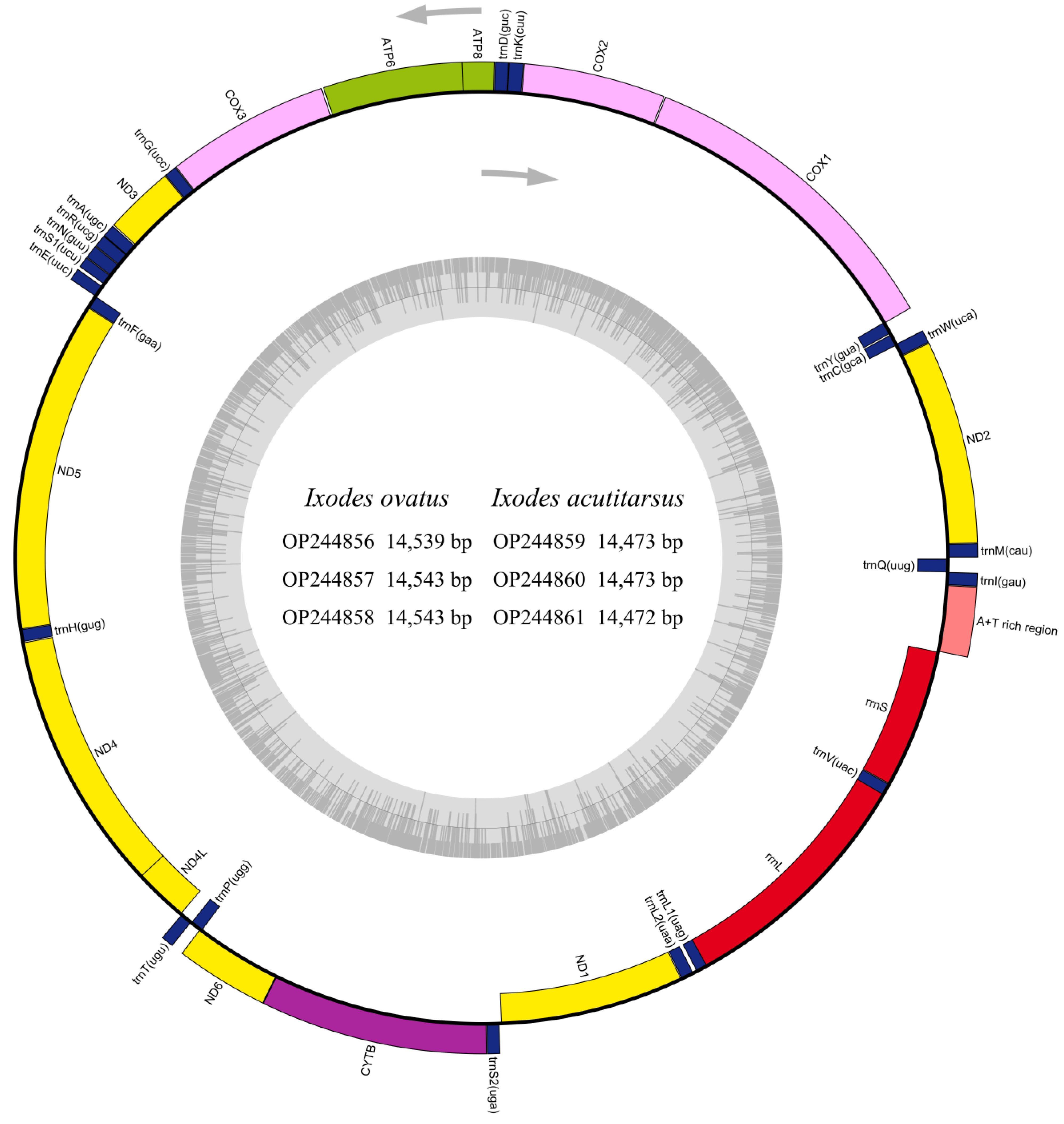 Genes 13 02049 g001 Genes 13 02049 g001