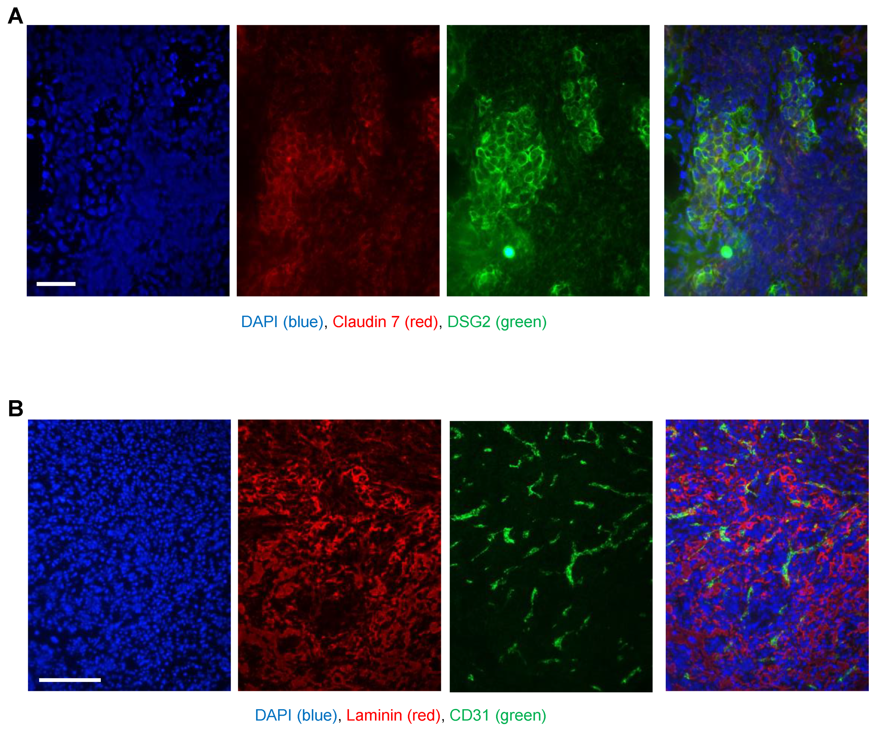 Genes 13 02056 g004 Genes 13 02056 g004