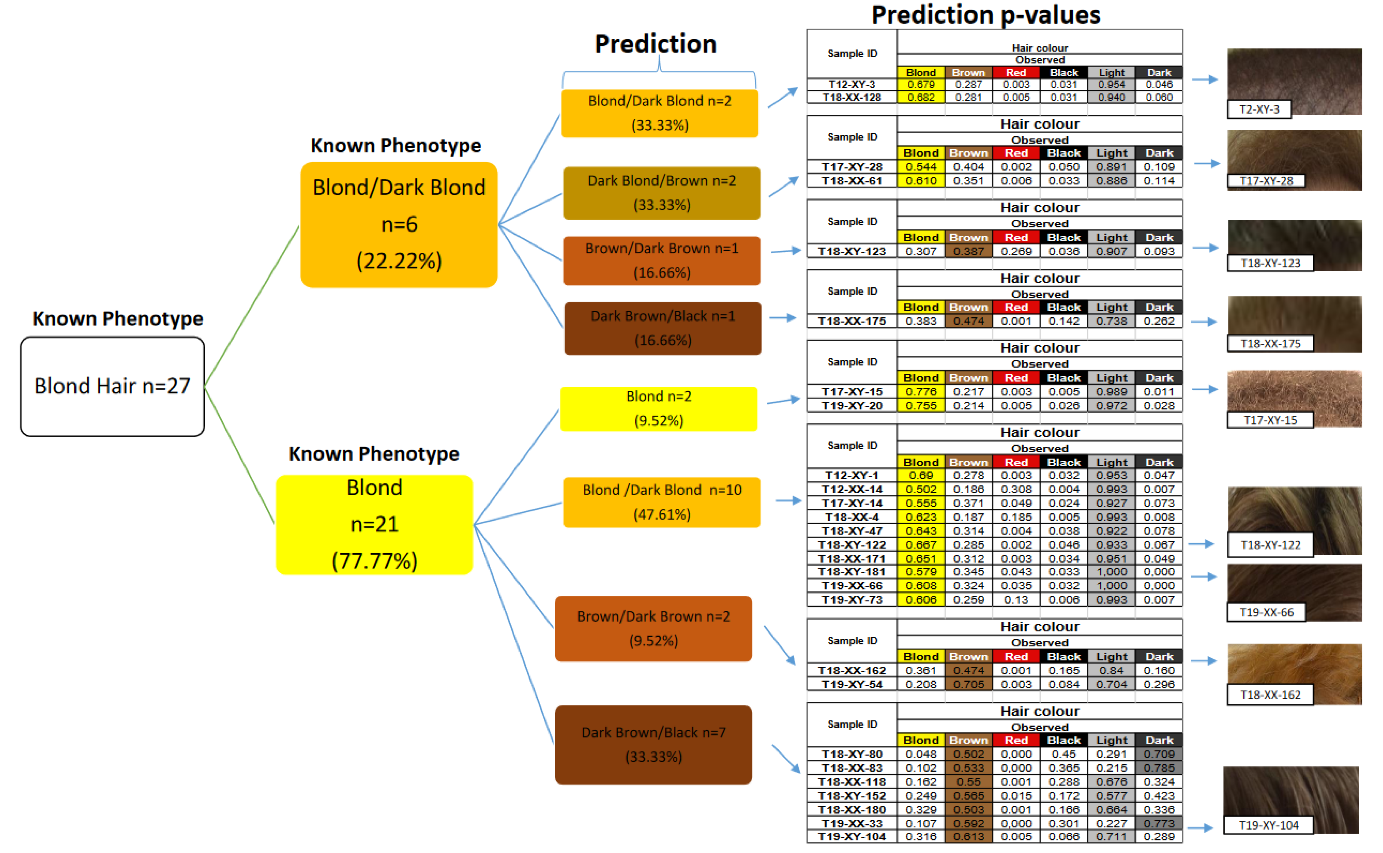 Genes | Free Full-Text | Predicting Eye and Hair Color in a Turkish Population Using the HIrisPlex System Genes | Free Full-Text | Predicting Eye and Hair Color in a Turkish Population Using the HIrisPlex System