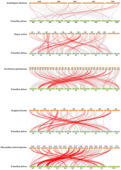 Bioinformatics Analysis of WRKY Family Genes in Erianthus fulvus Ness