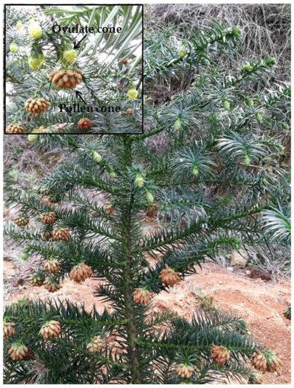 Inbreeding in Chinese Fir: Insight into the Rare Self