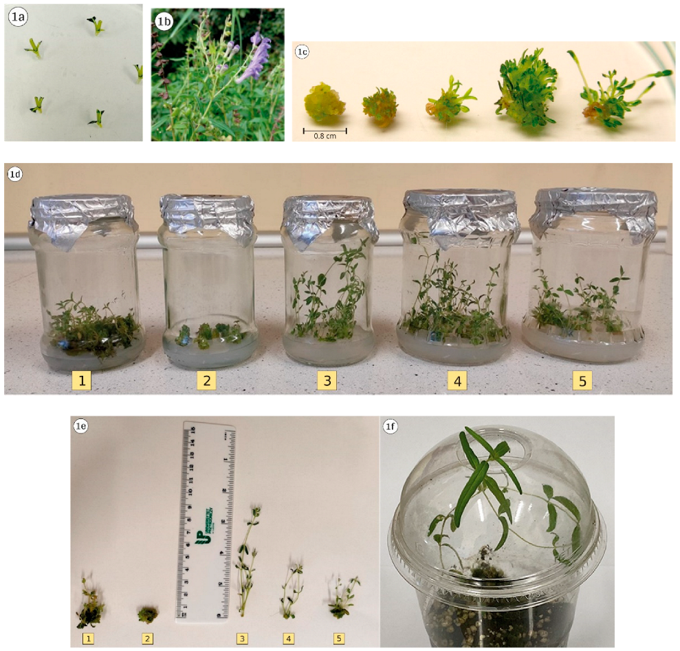 Genes 13 02114 g001 Genes 13 02114 g001