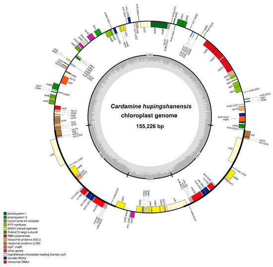 Comparative Analysis of the Chloroplast Genome of Cardamine