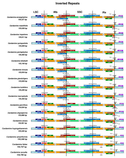 Comparative Analysis of the Chloroplast Genome of Cardamine