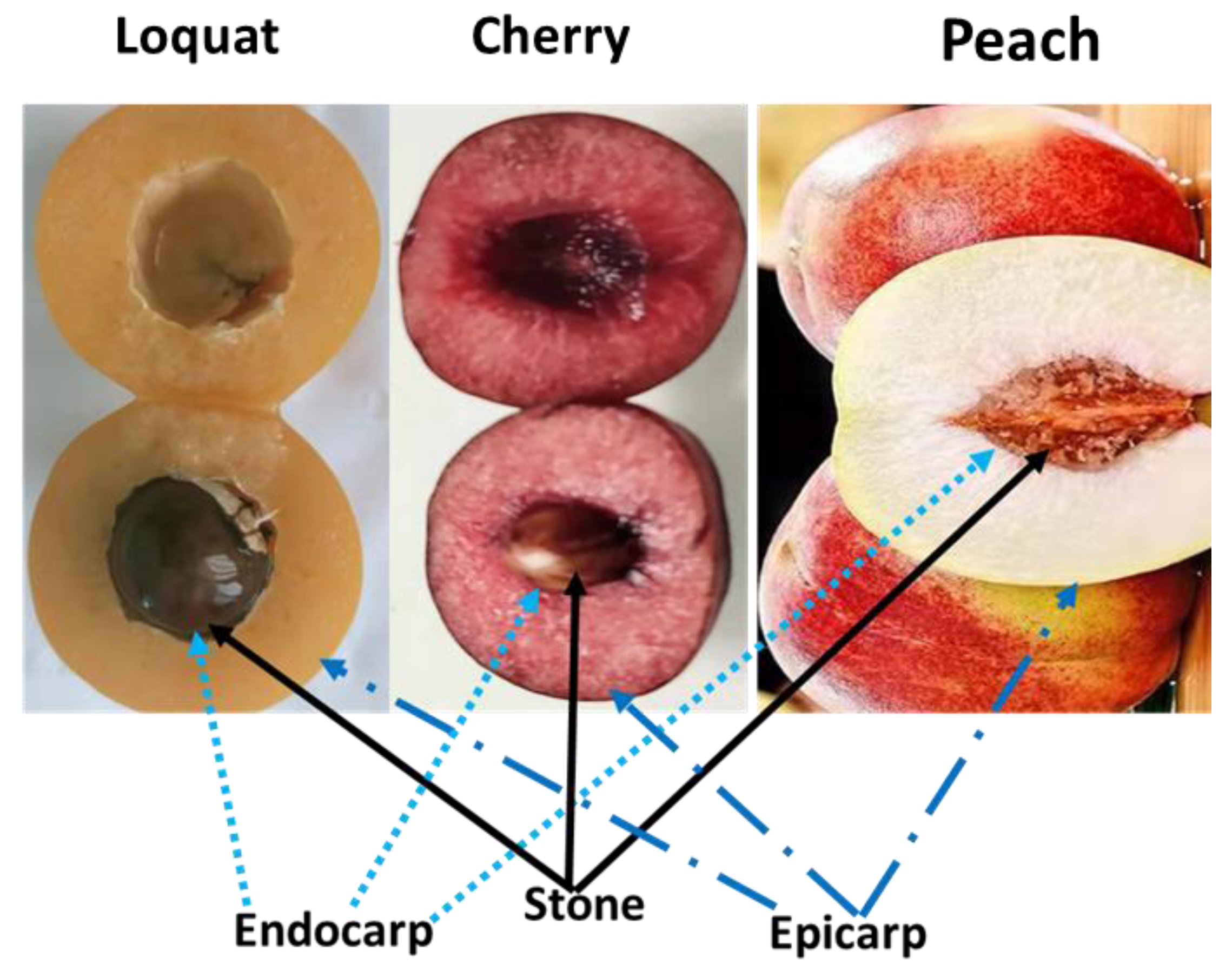 Genes 13 02123 g001 Genes 13 02123 g001