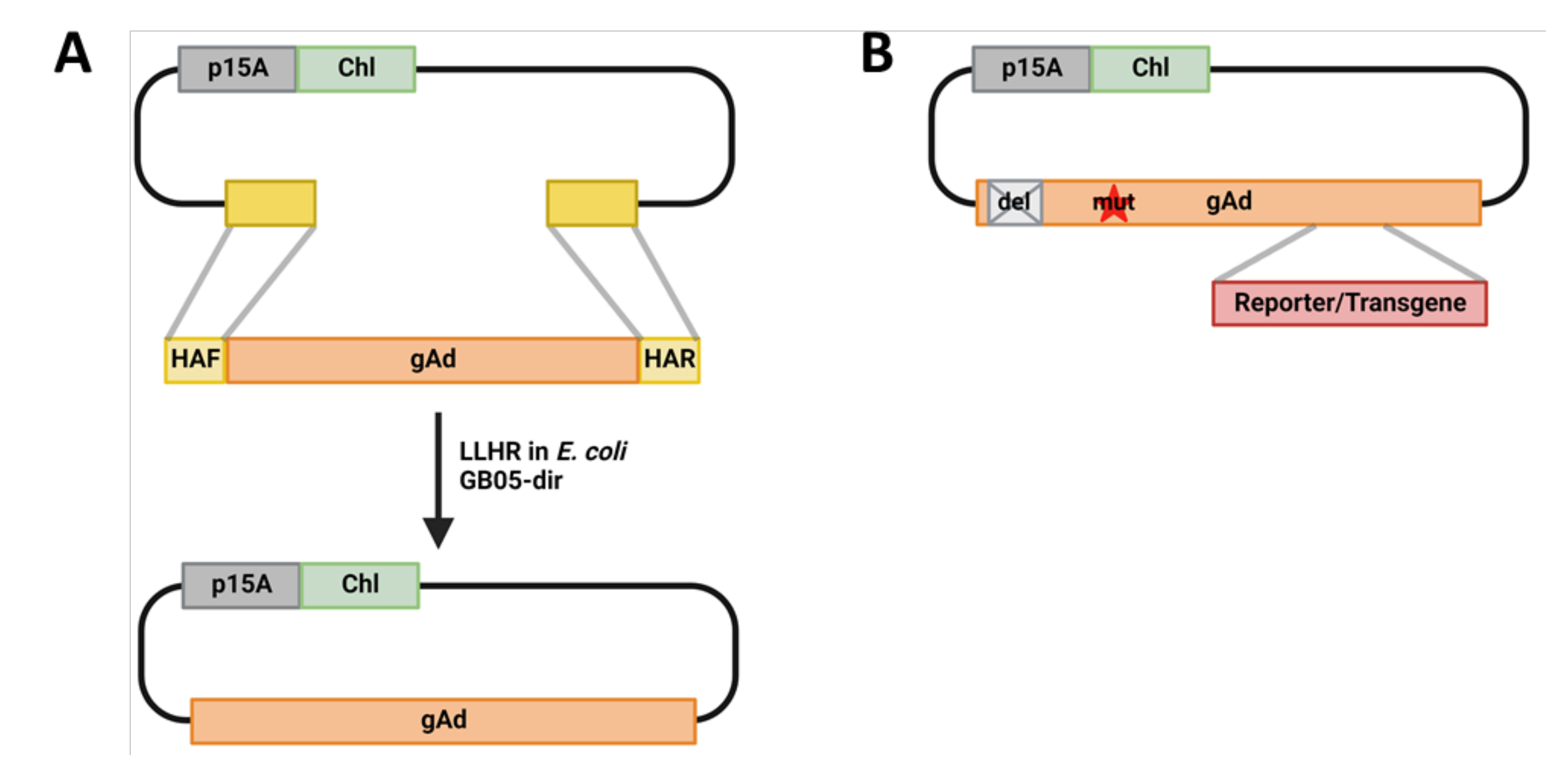 HEHR: Homing Endonuclease-Mediated Homologous Recombination