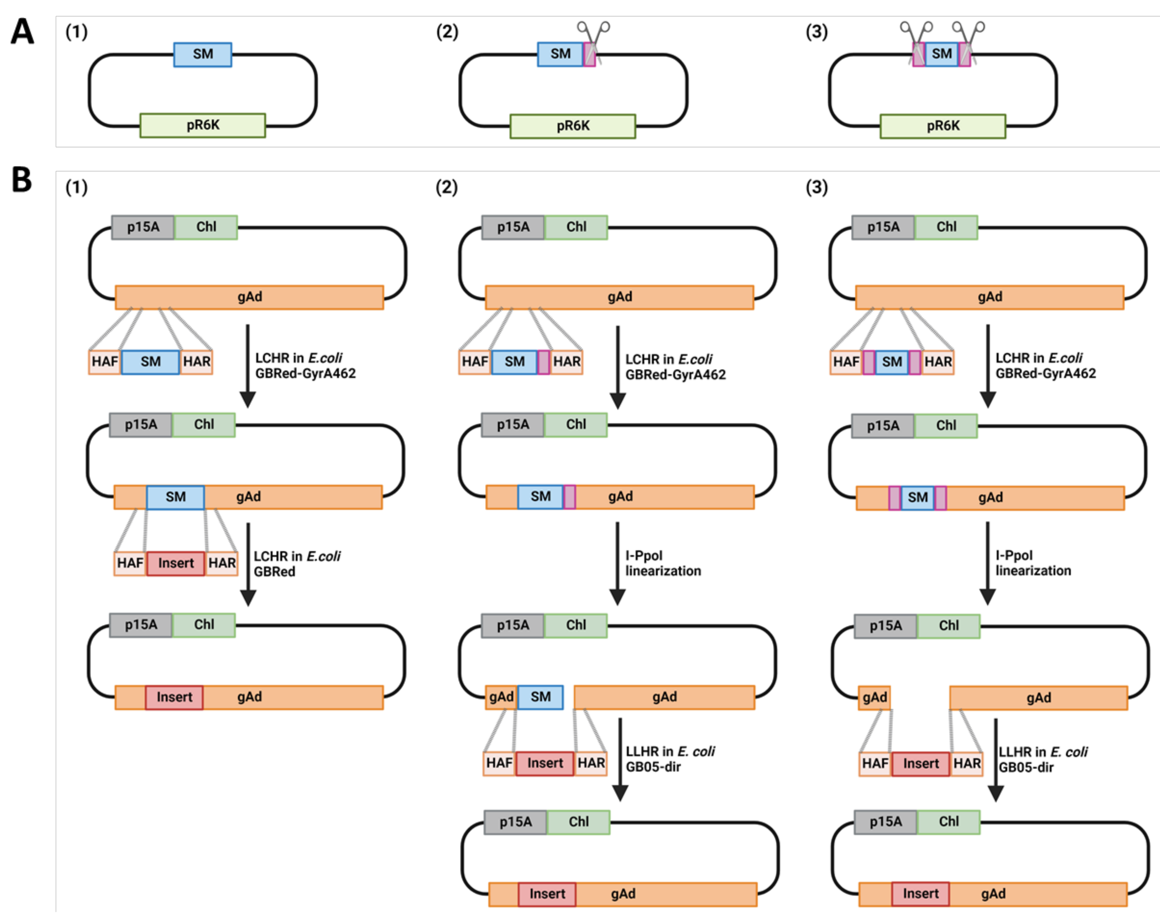 HEHR: Homing Endonuclease-Mediated Homologous Recombination