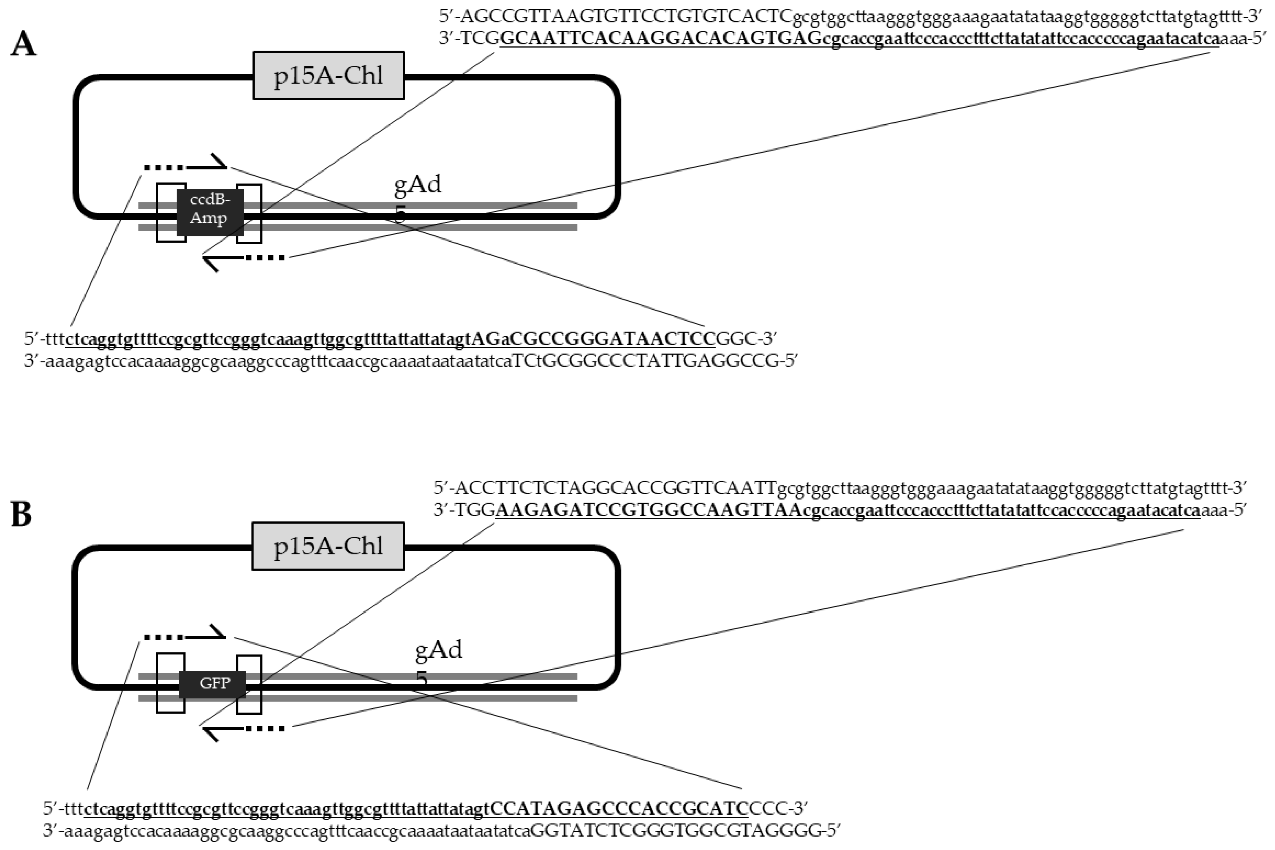 Genes 13 02129 g004 Genes 13 02129 g004