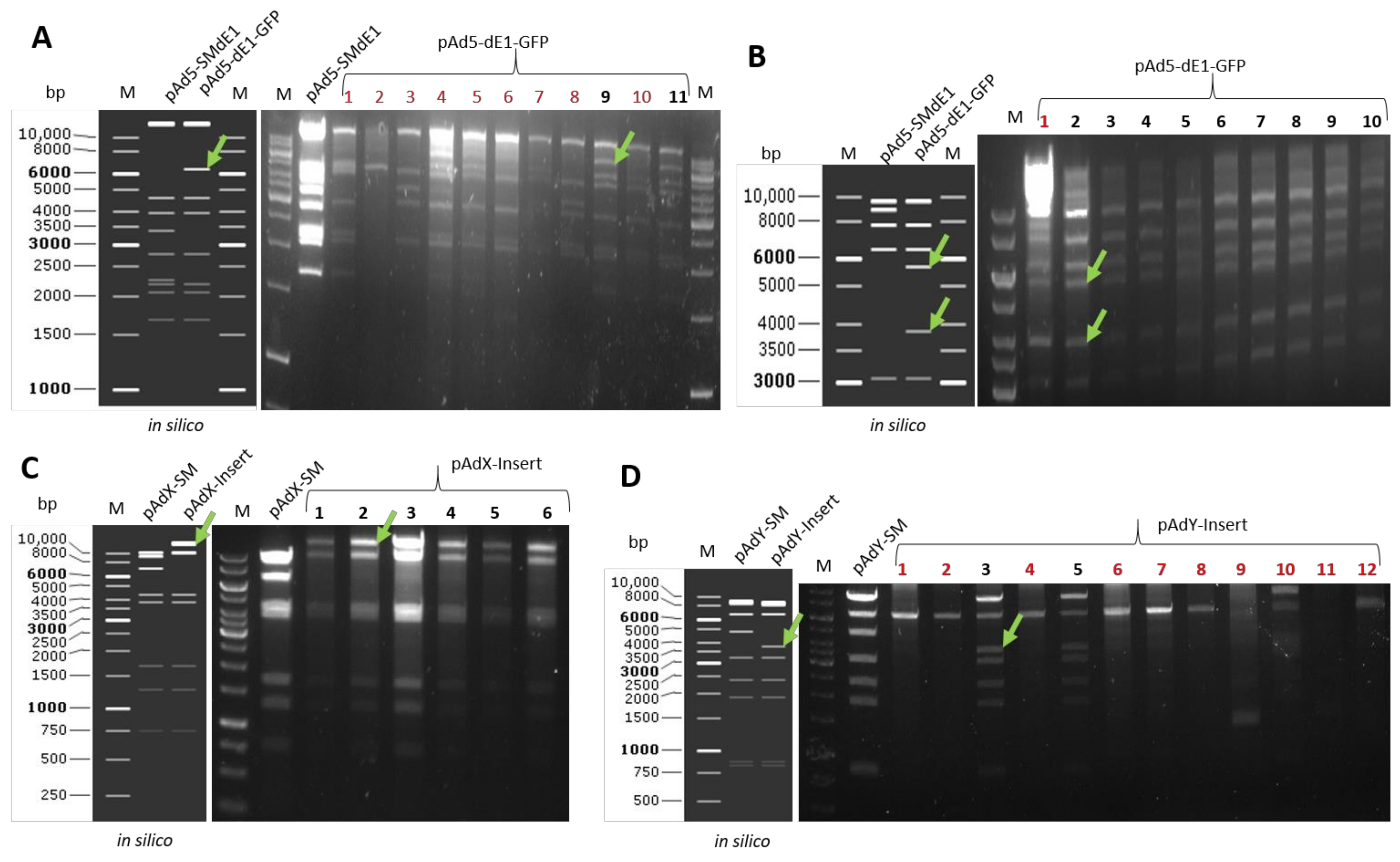 Genes 13 02129 g006 Genes 13 02129 g006