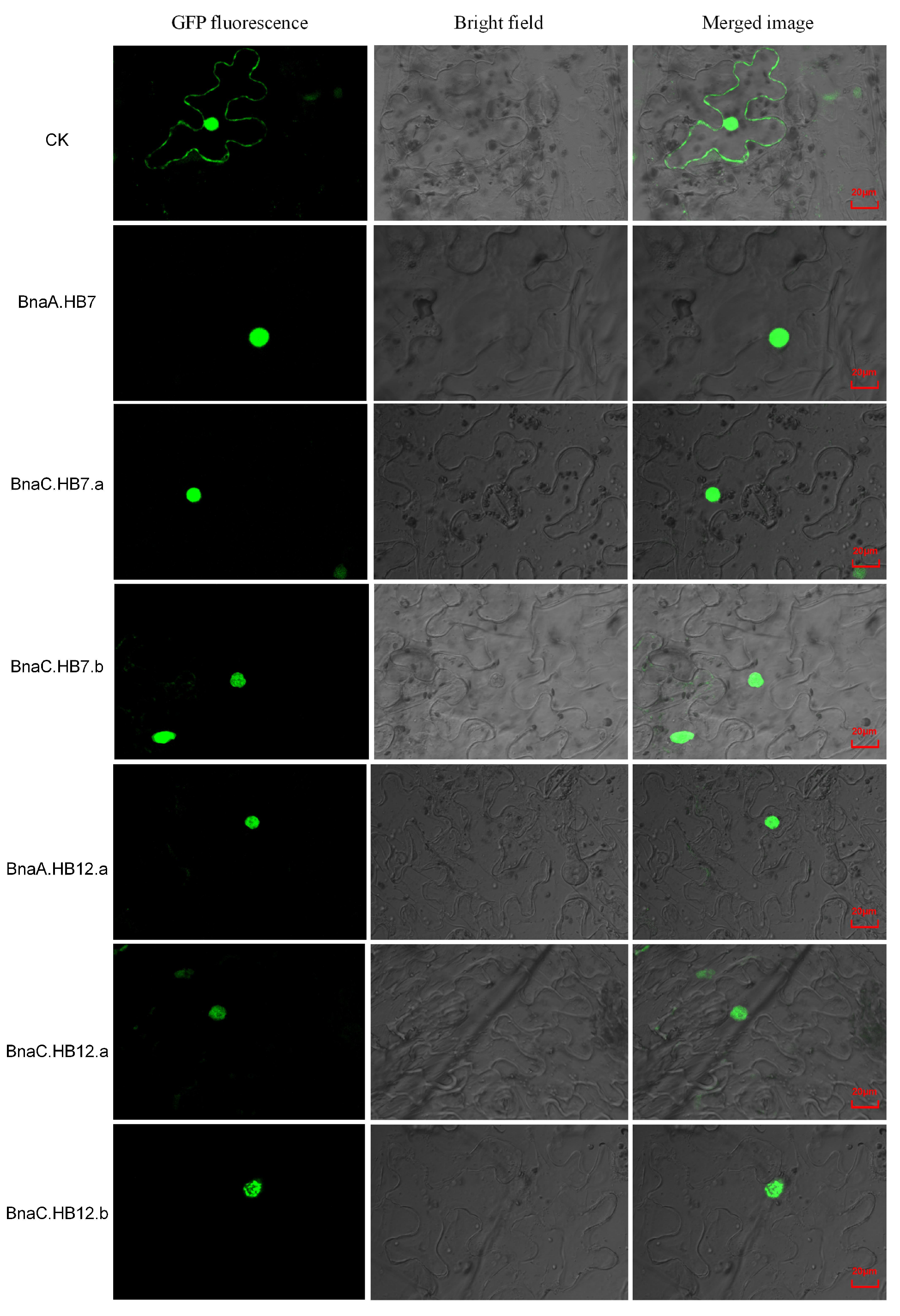 Genes 13 02139 g007 Genes 13 02139 g007