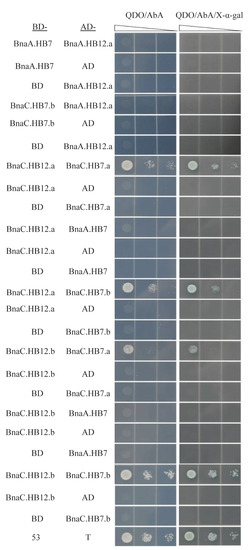 Identification and Characterization of the HD-Zip Gene Family and
