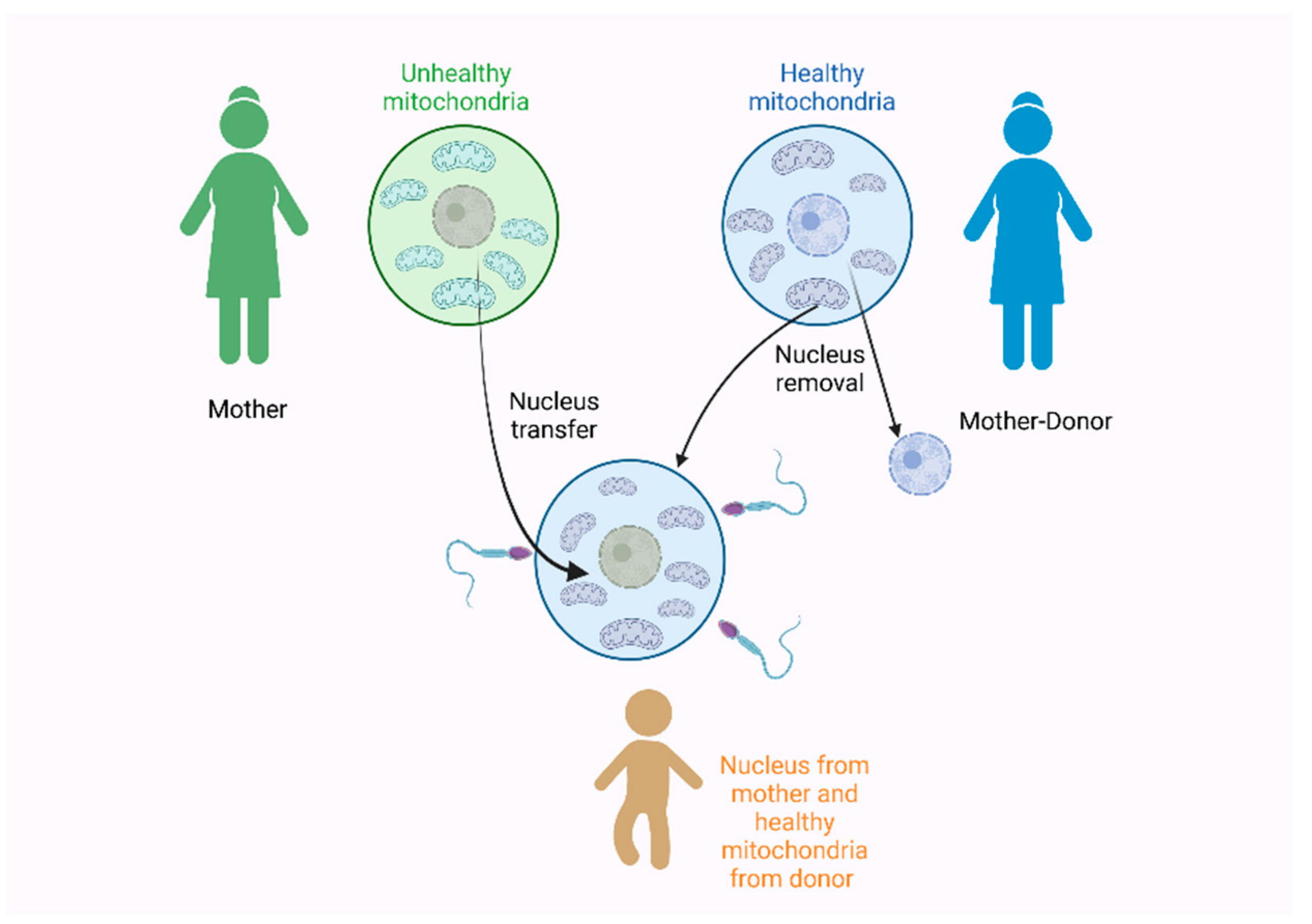 Genetic origin, admixture, and asymmetry in maternal and paternal human  lineages in Cuba, BMC Ecology and Evolution