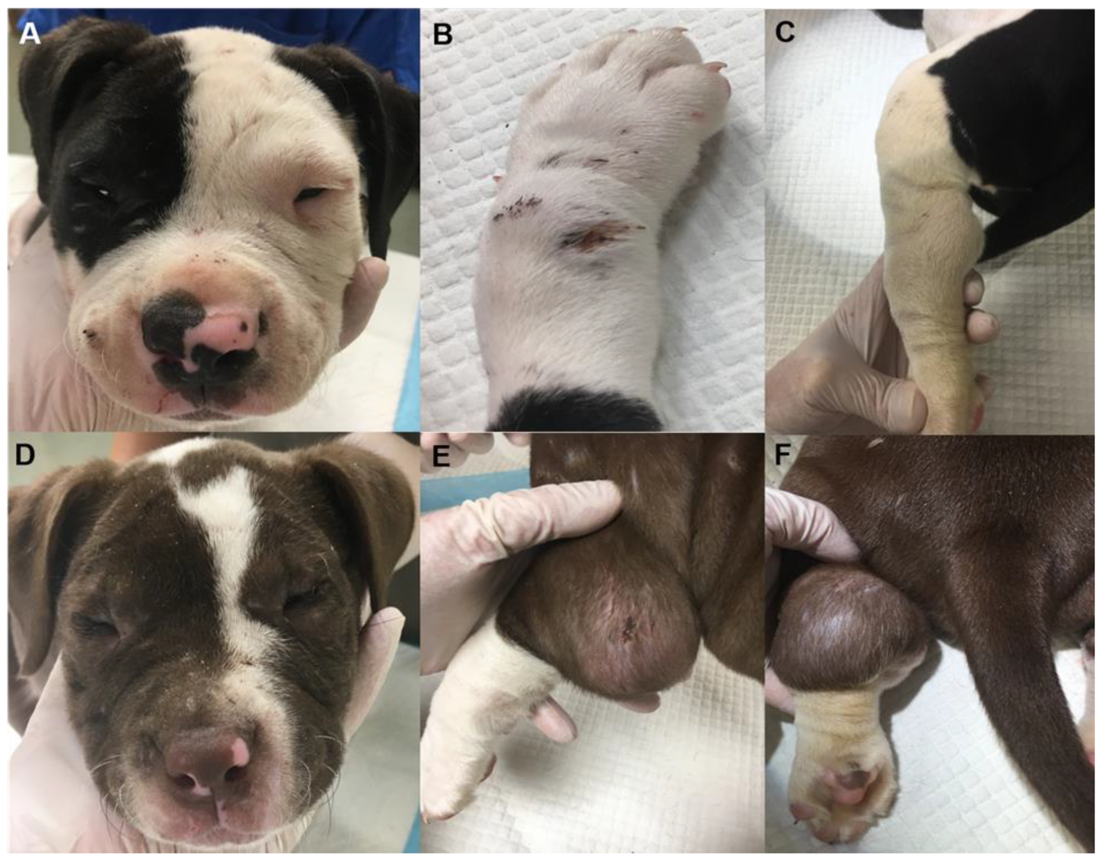 Genes 13 02158 g002 Genes 13 02158 g002