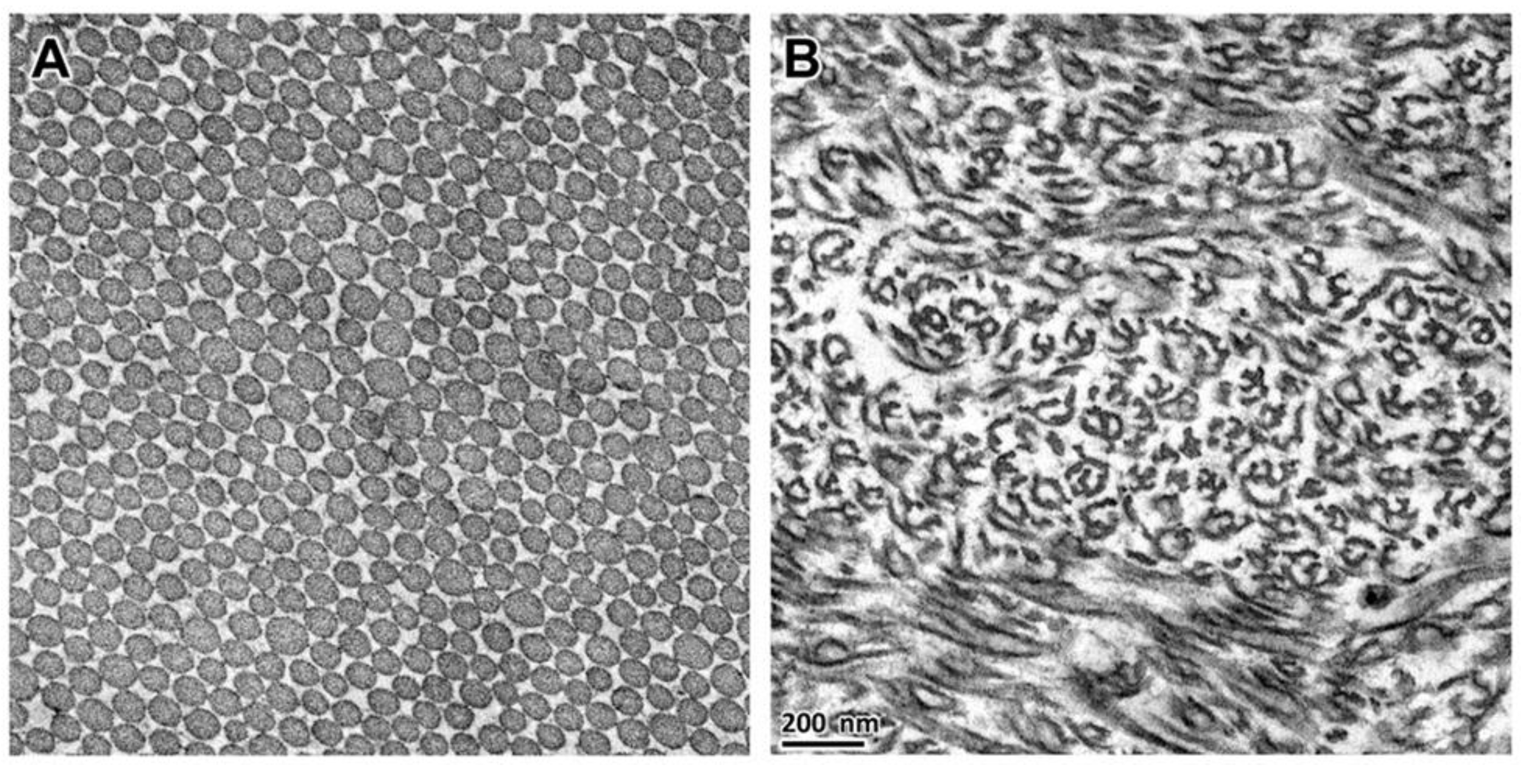 Genes 13 02158 g003 Genes 13 02158 g003