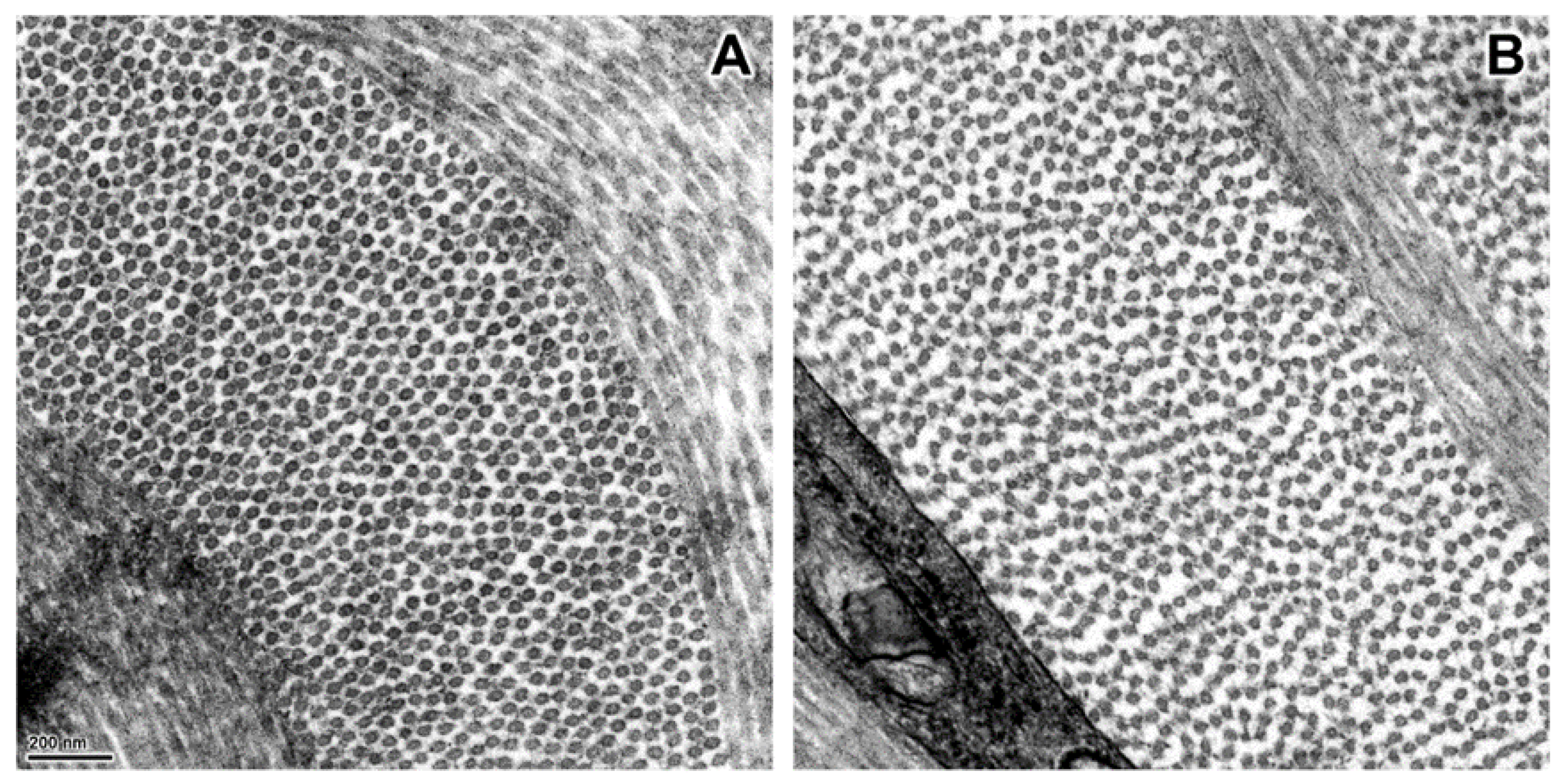 Genes 13 02158 g006 Genes 13 02158 g006