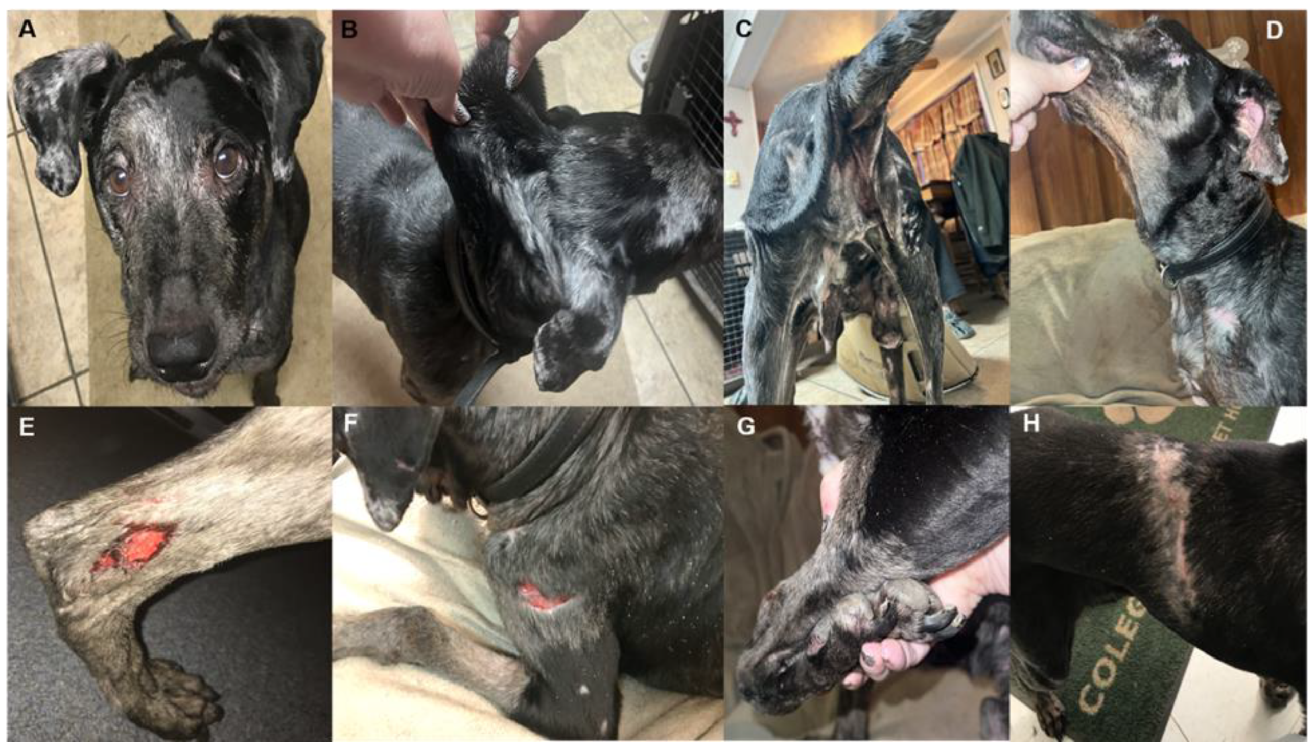 Genes 13 02158 g007 Genes 13 02158 g007