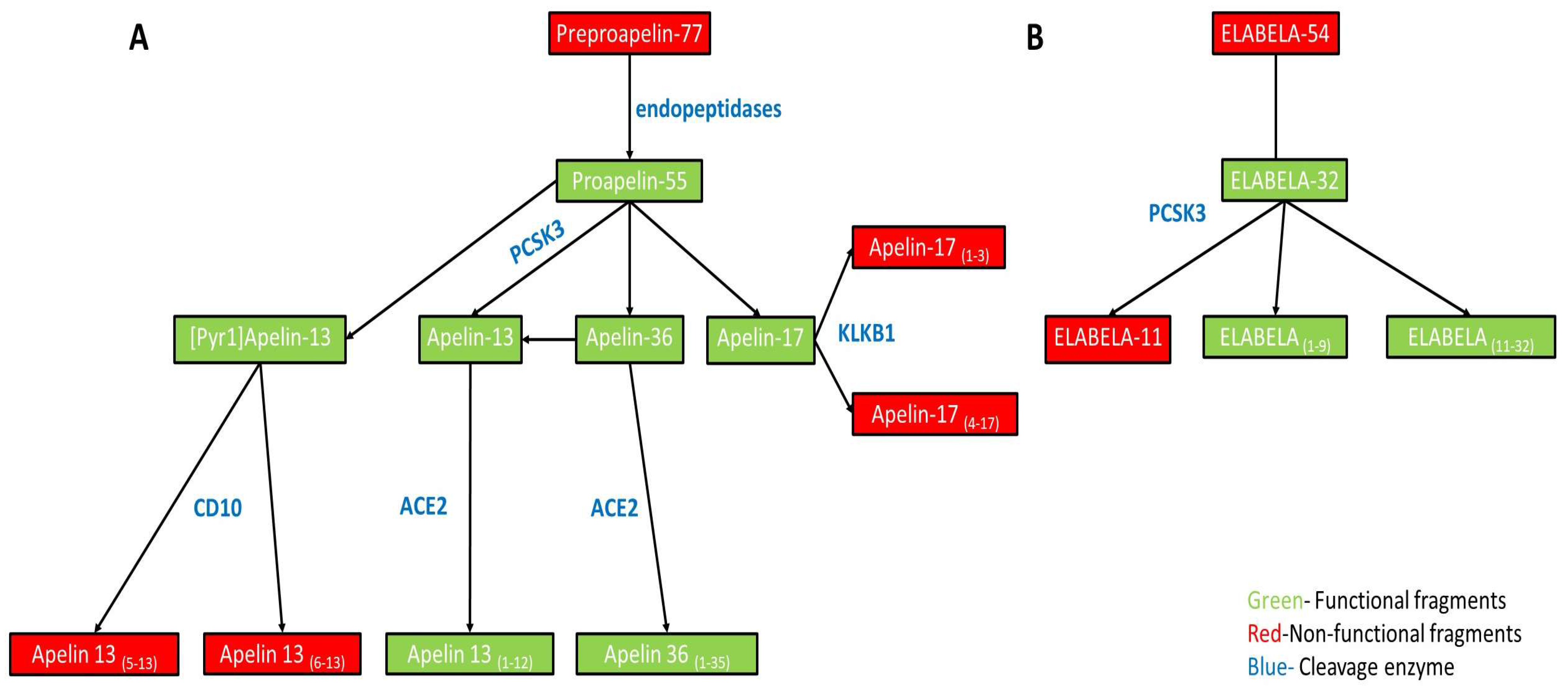 Genes 13 02172 g001 Genes 13 02172 g001