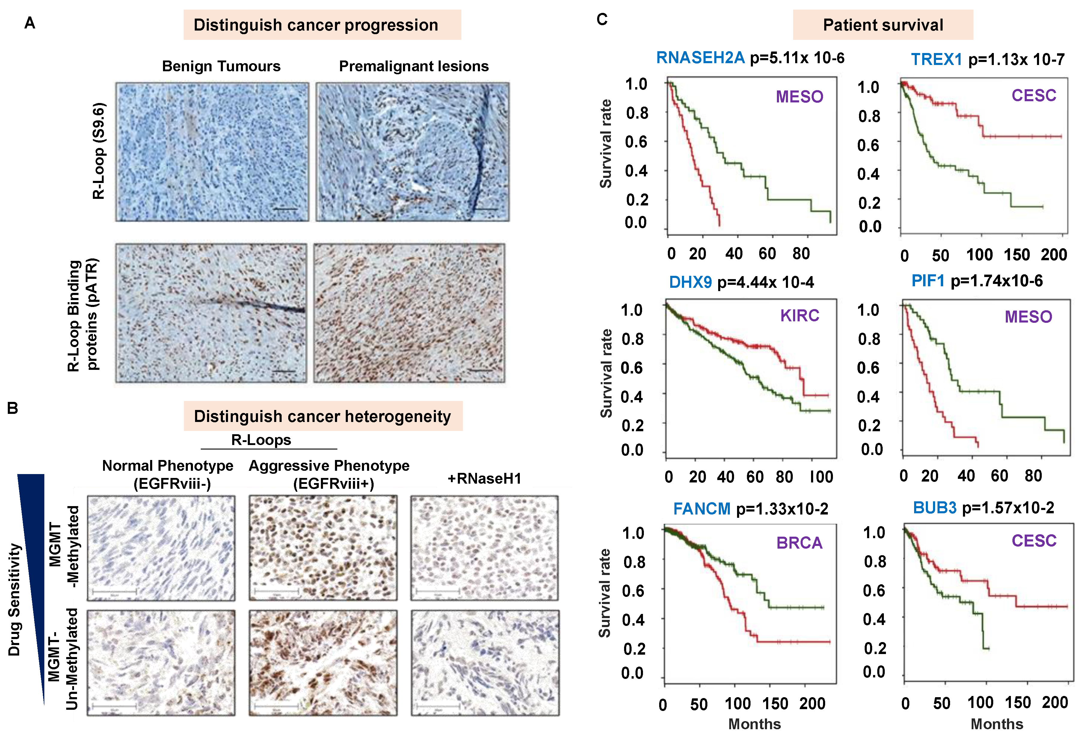 Genes 13 02181 g002 Genes 13 02181 g002