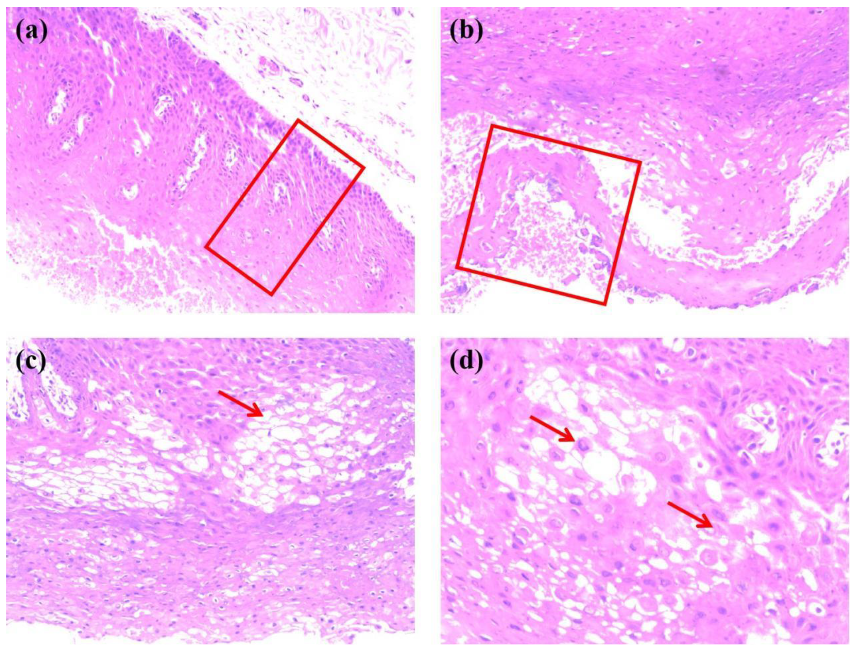 Genes 13 02184 g006 Genes 13 02184 g006
