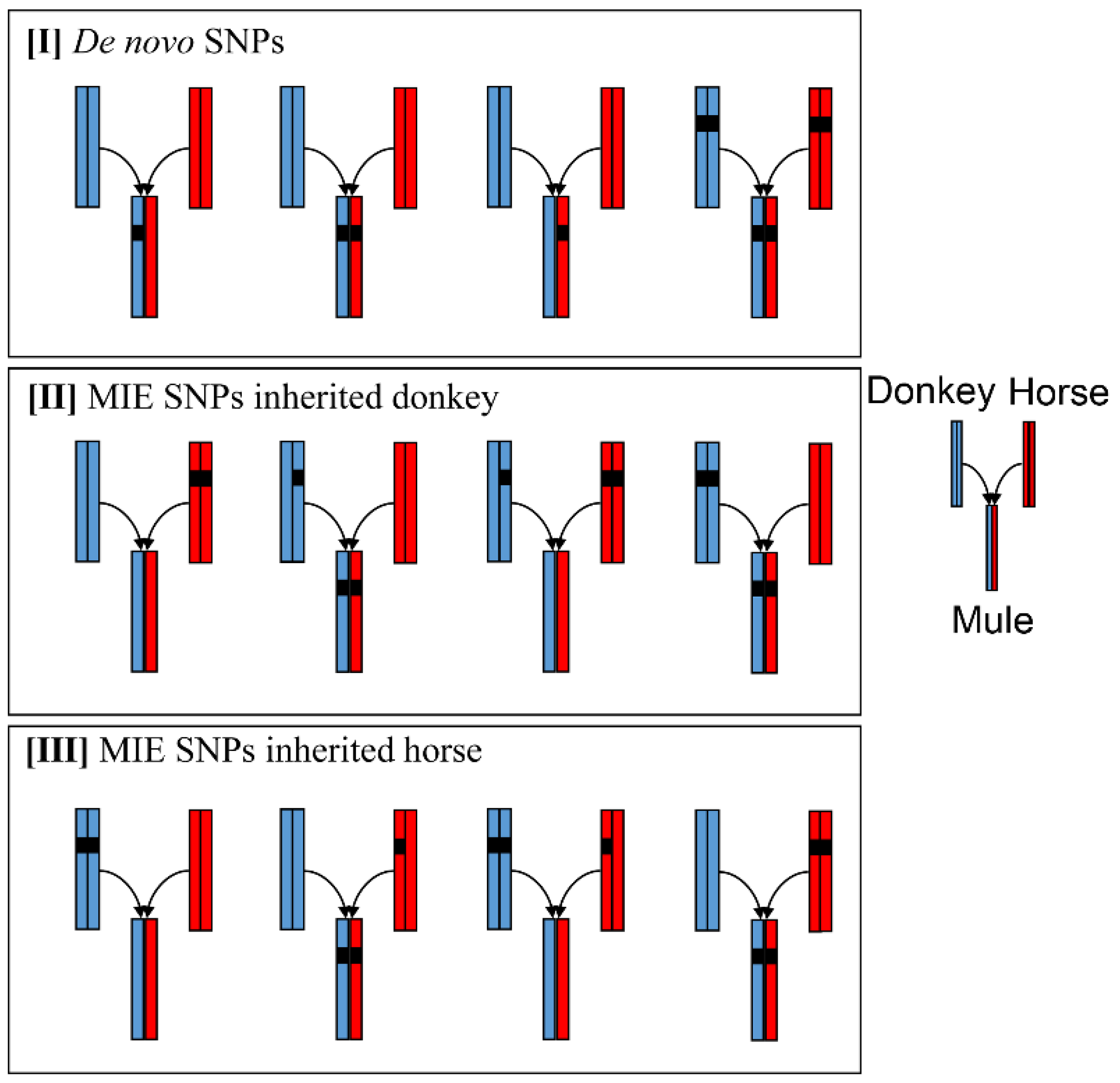 The Genetics Of Giant Mules: Horse & Donkey Breeding Explained - ml9oheh