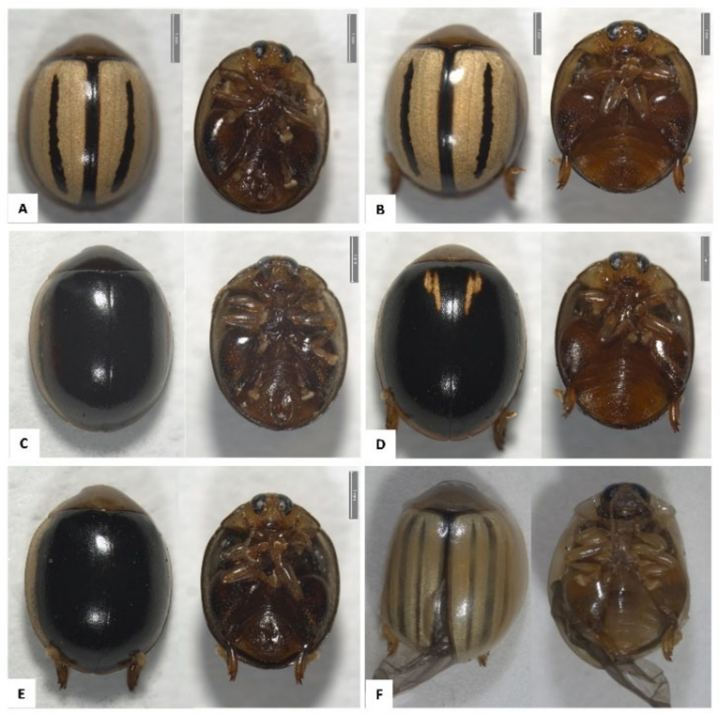 Genes 13 02195 g001 Genes 13 02195 g001