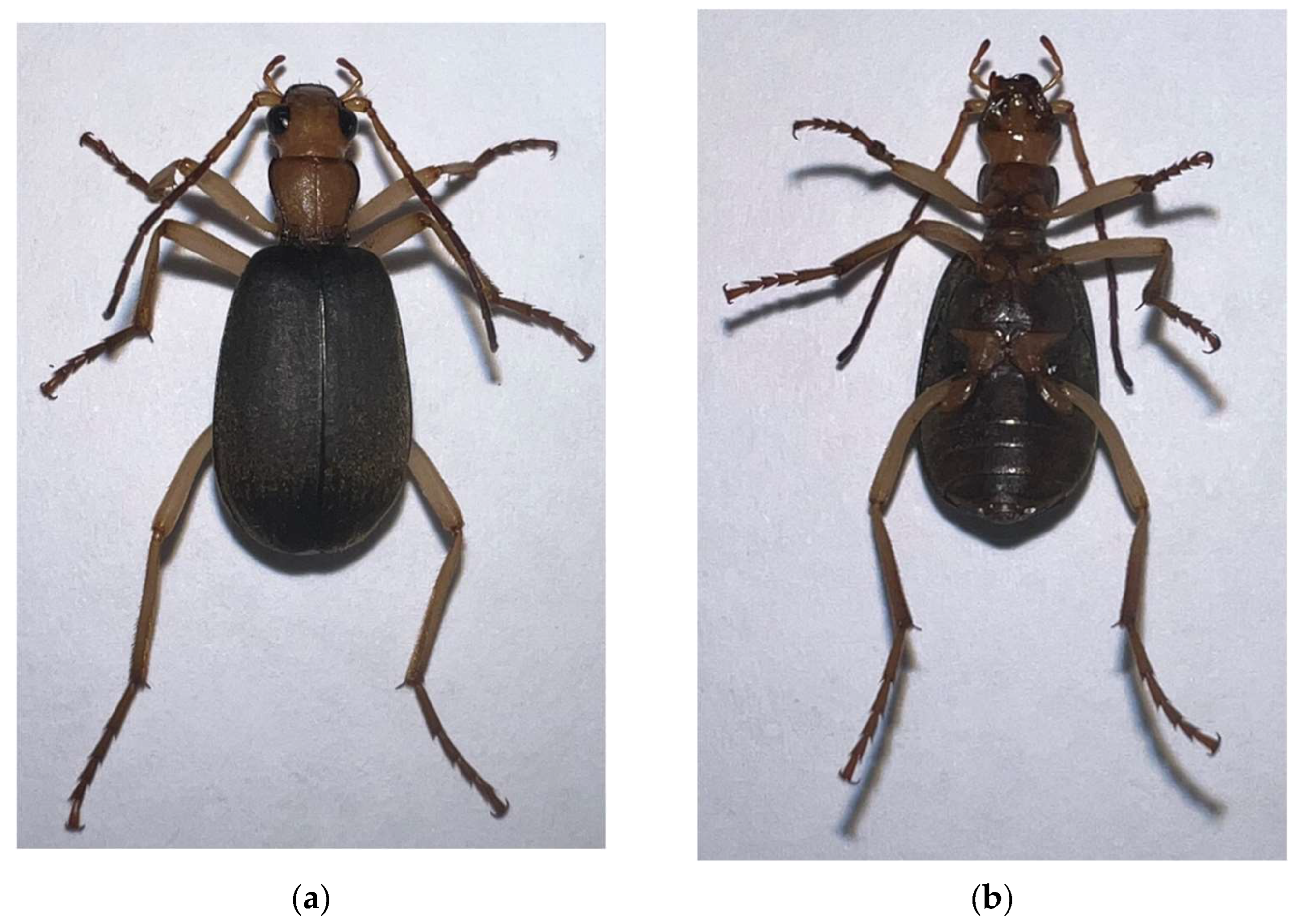 Genes 13 02199 g001 Genes 13 02199 g001