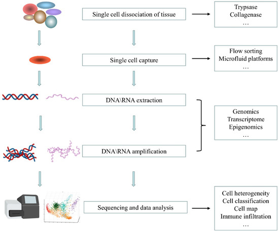 Single-nucleus RNA and ATAC sequencing reveals the impact of