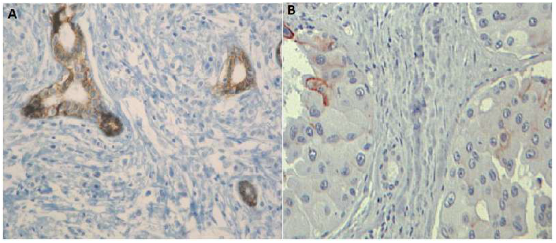Genes 13 02213 g005 Genes 13 02213 g005