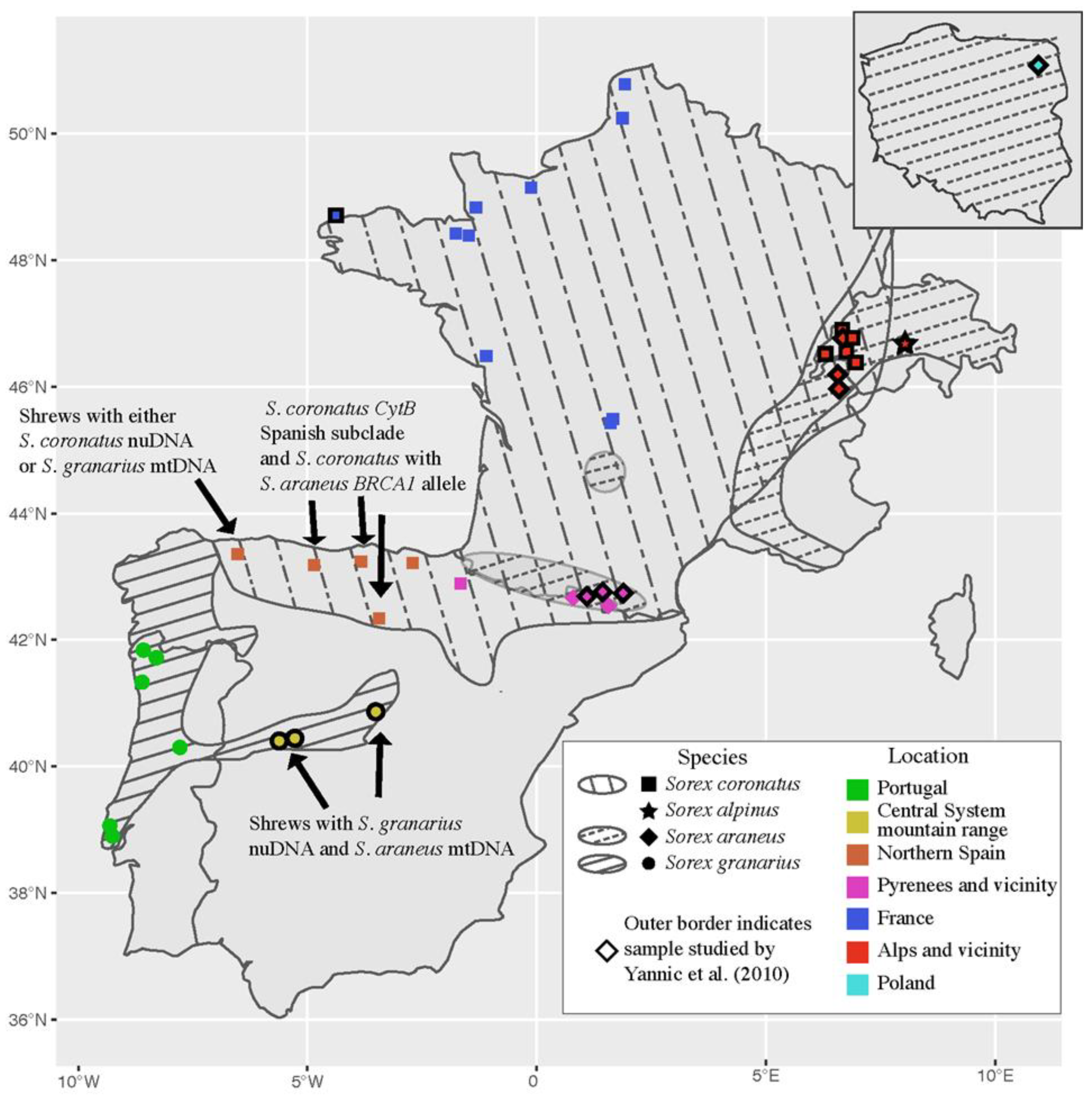Genes | Free Full-Text | Characterising Mitochondrial Capture in an Iberian  Shrew