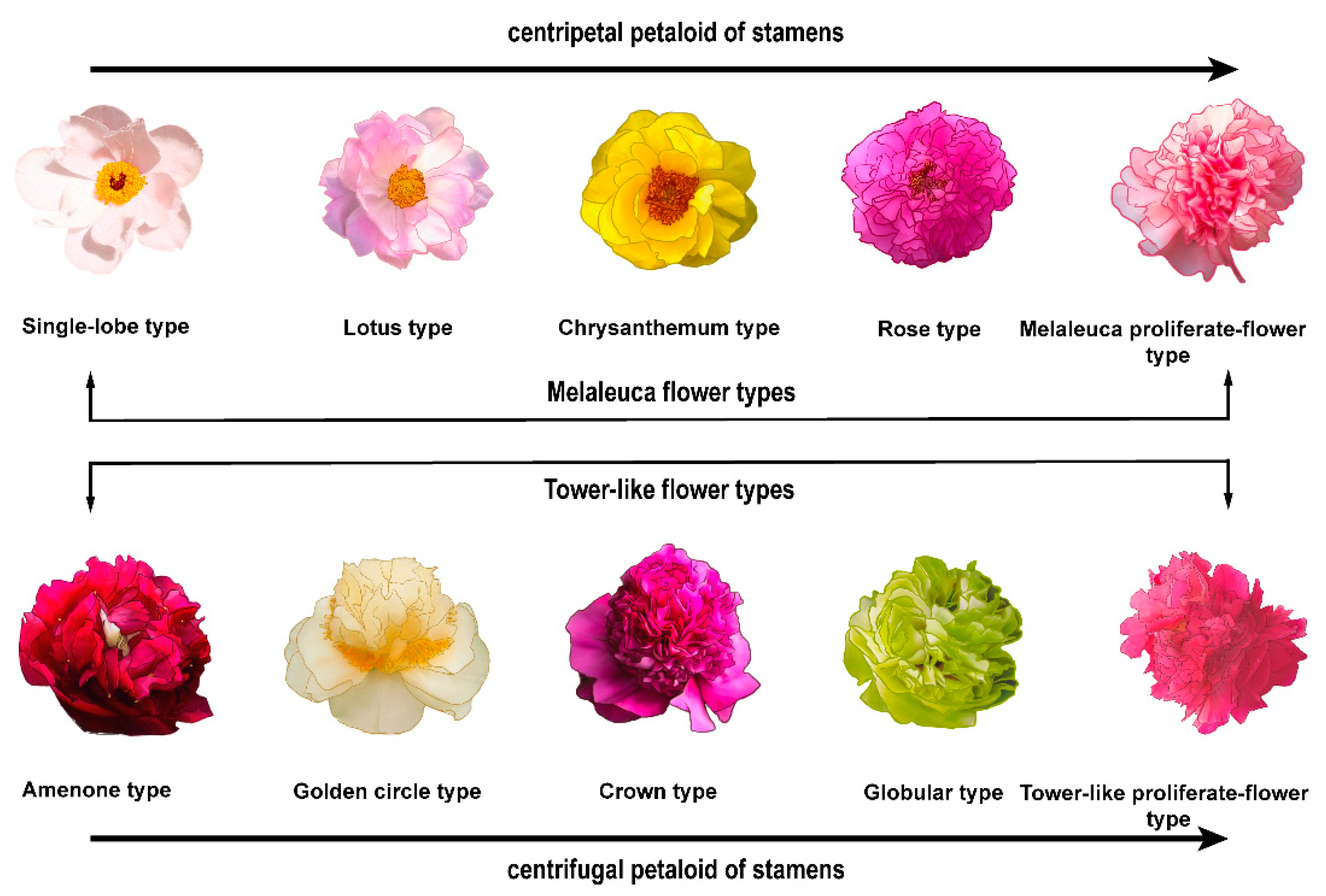 types of flowers
