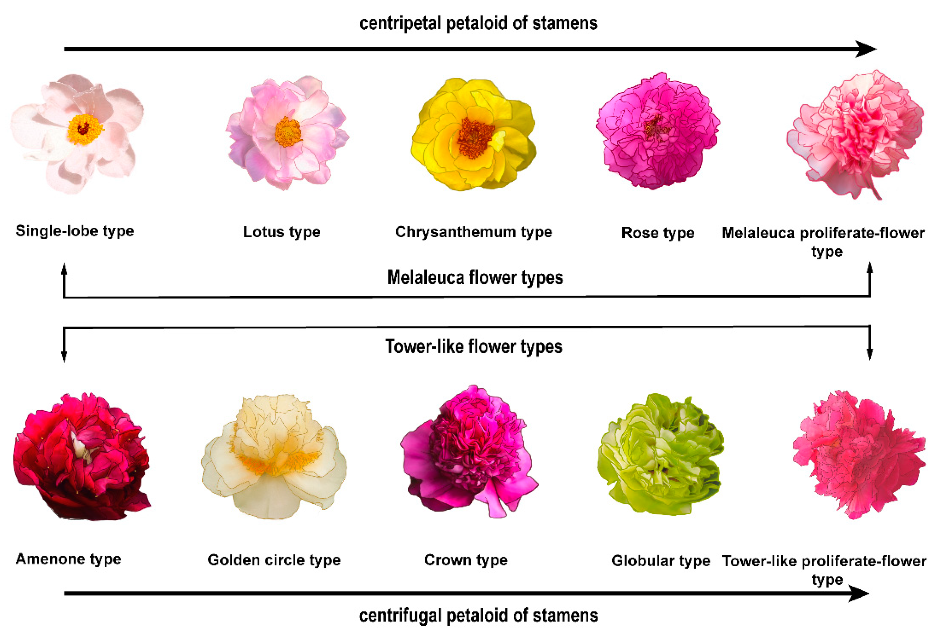 Genes, Free Full-Text