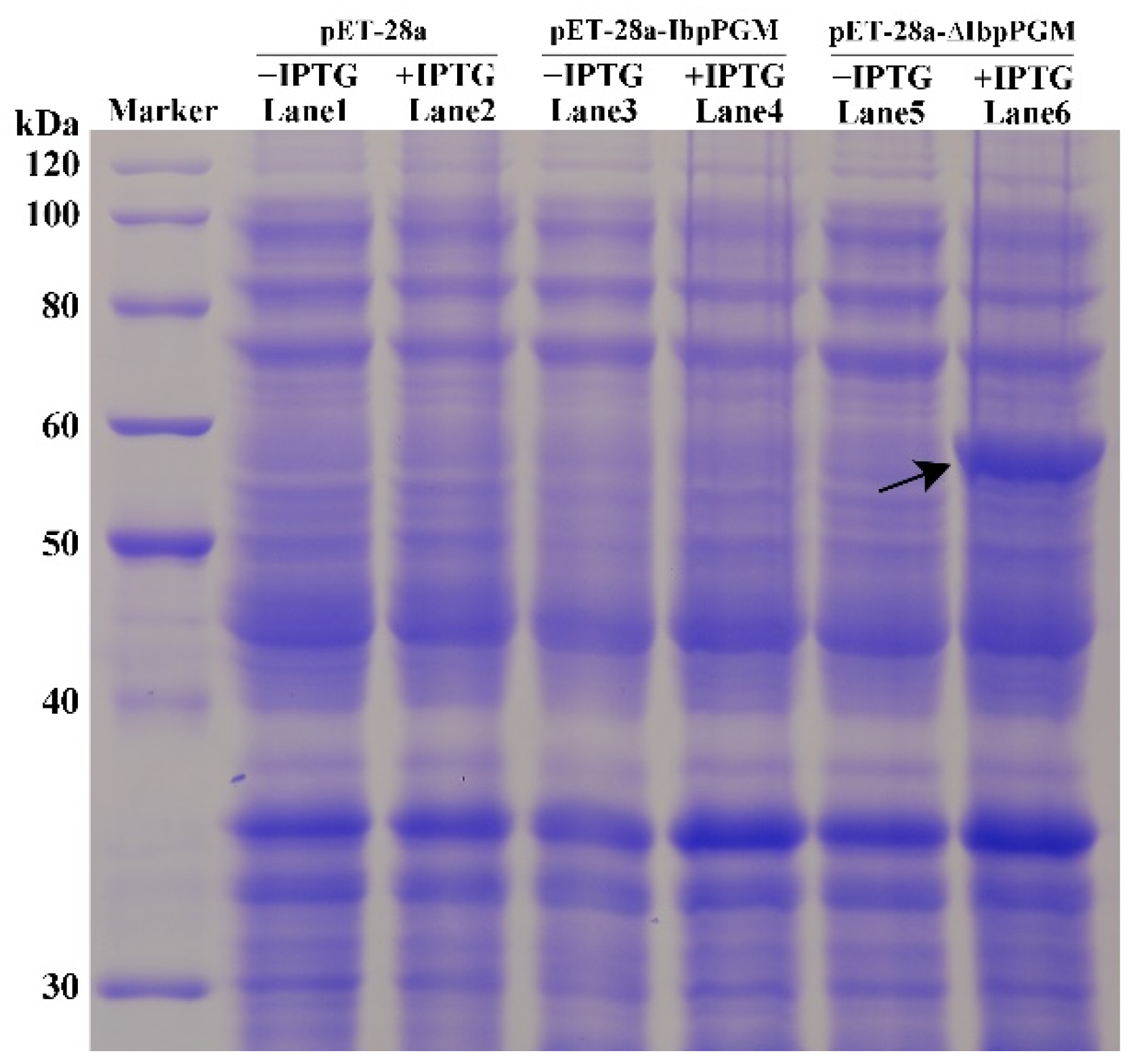 Genes 13 02234 g004 Genes 13 02234 g004
