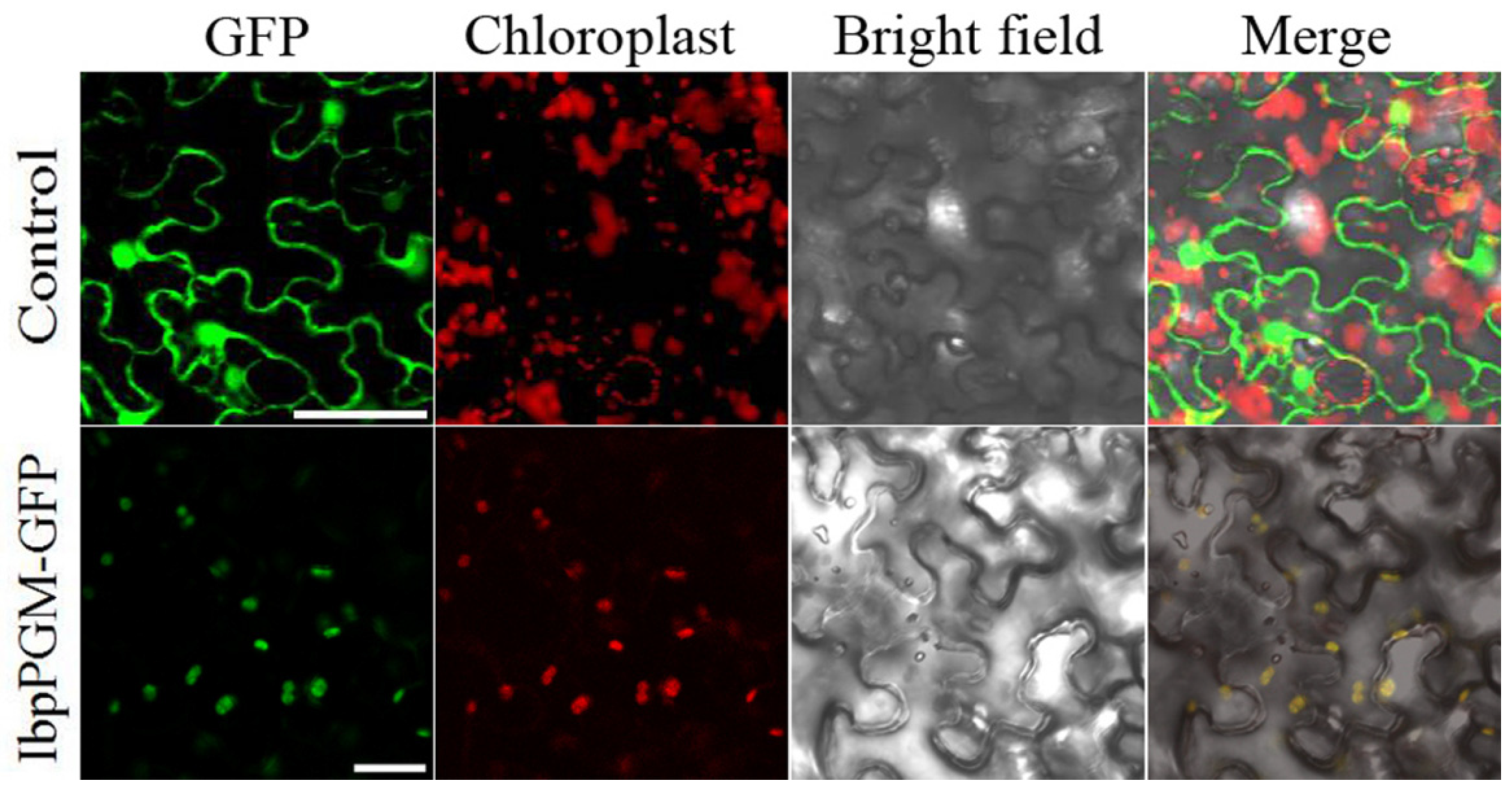 Genes 13 02234 g005 Genes 13 02234 g005