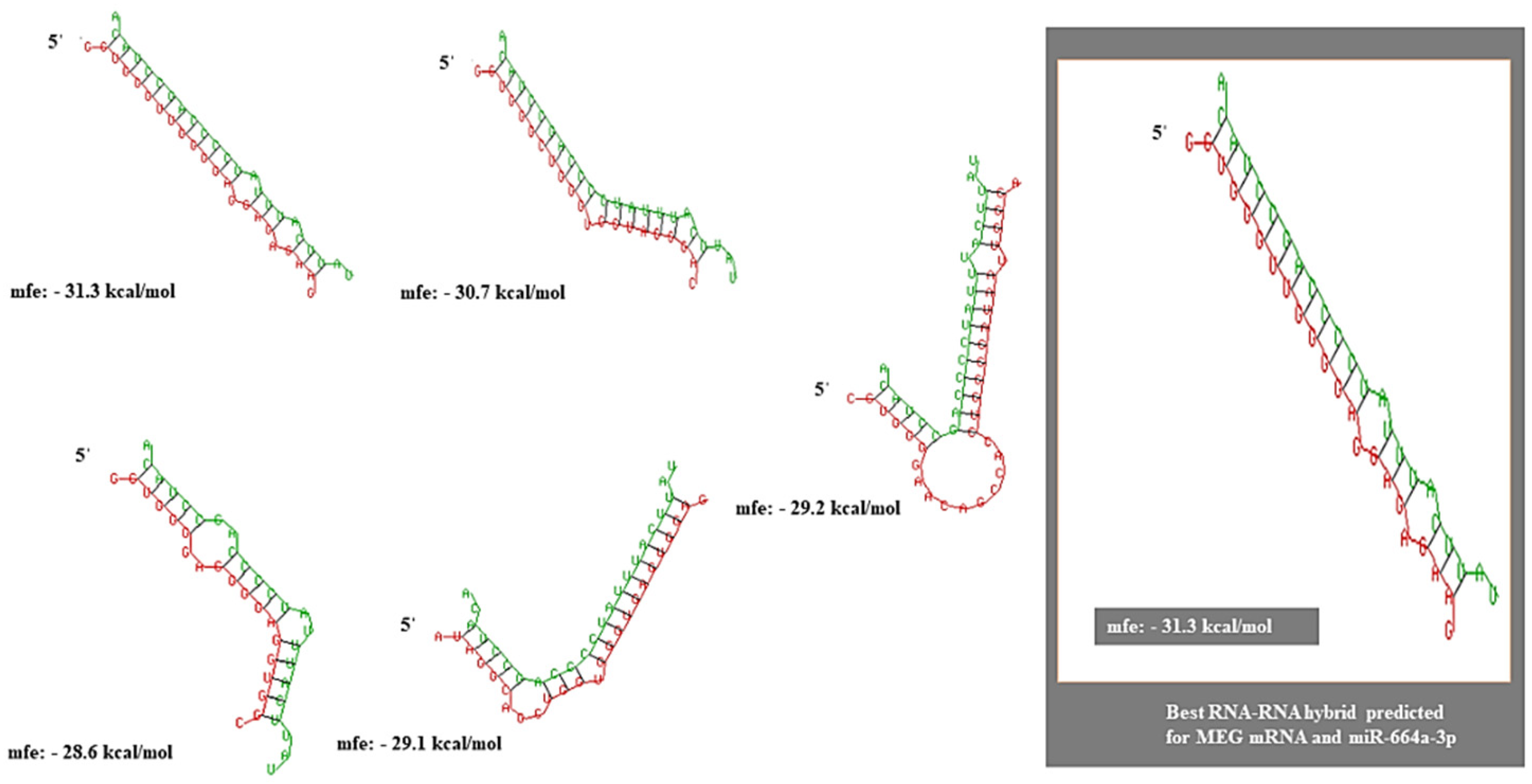 Genes 13 02254 g004 Genes 13 02254 g004