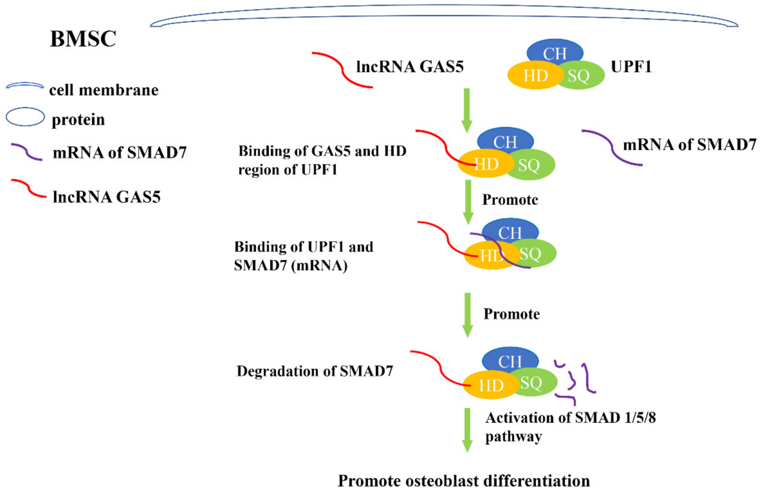 Genes 13 02268 g002 Genes 13 02268 g002