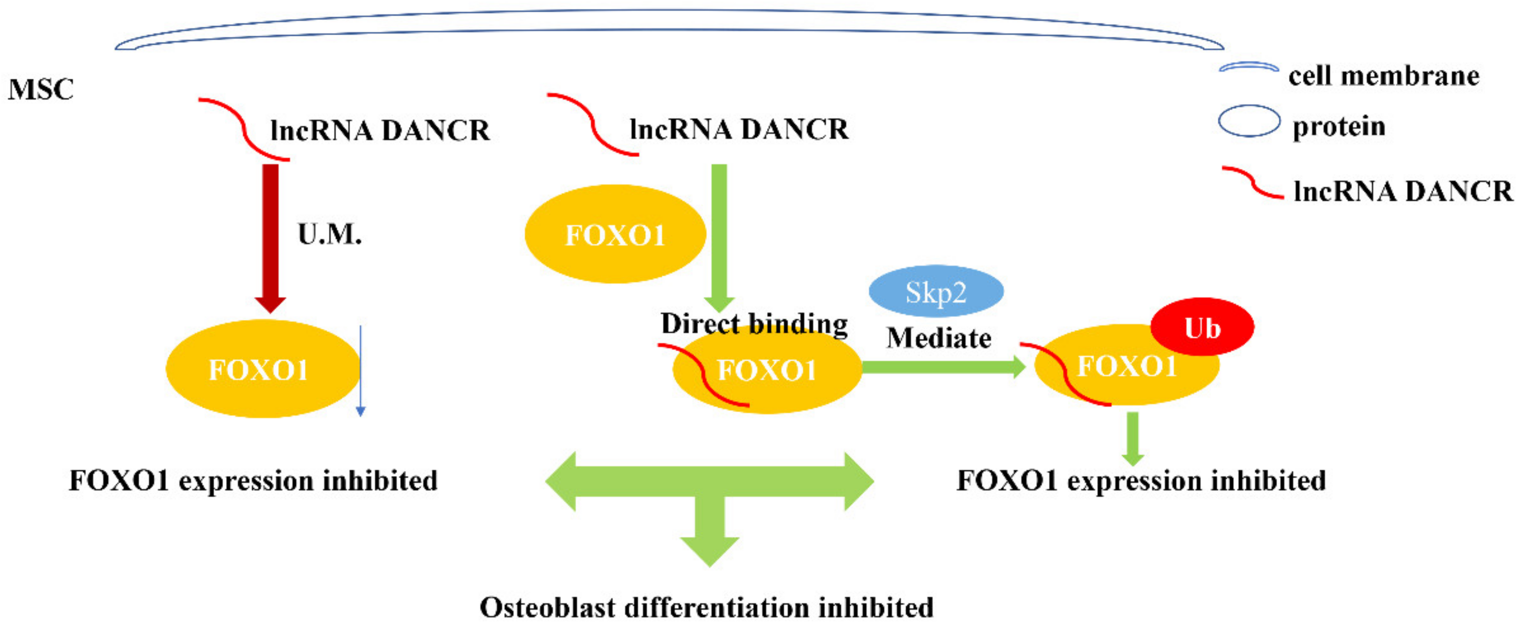 Genes 13 02268 g003 Genes 13 02268 g003