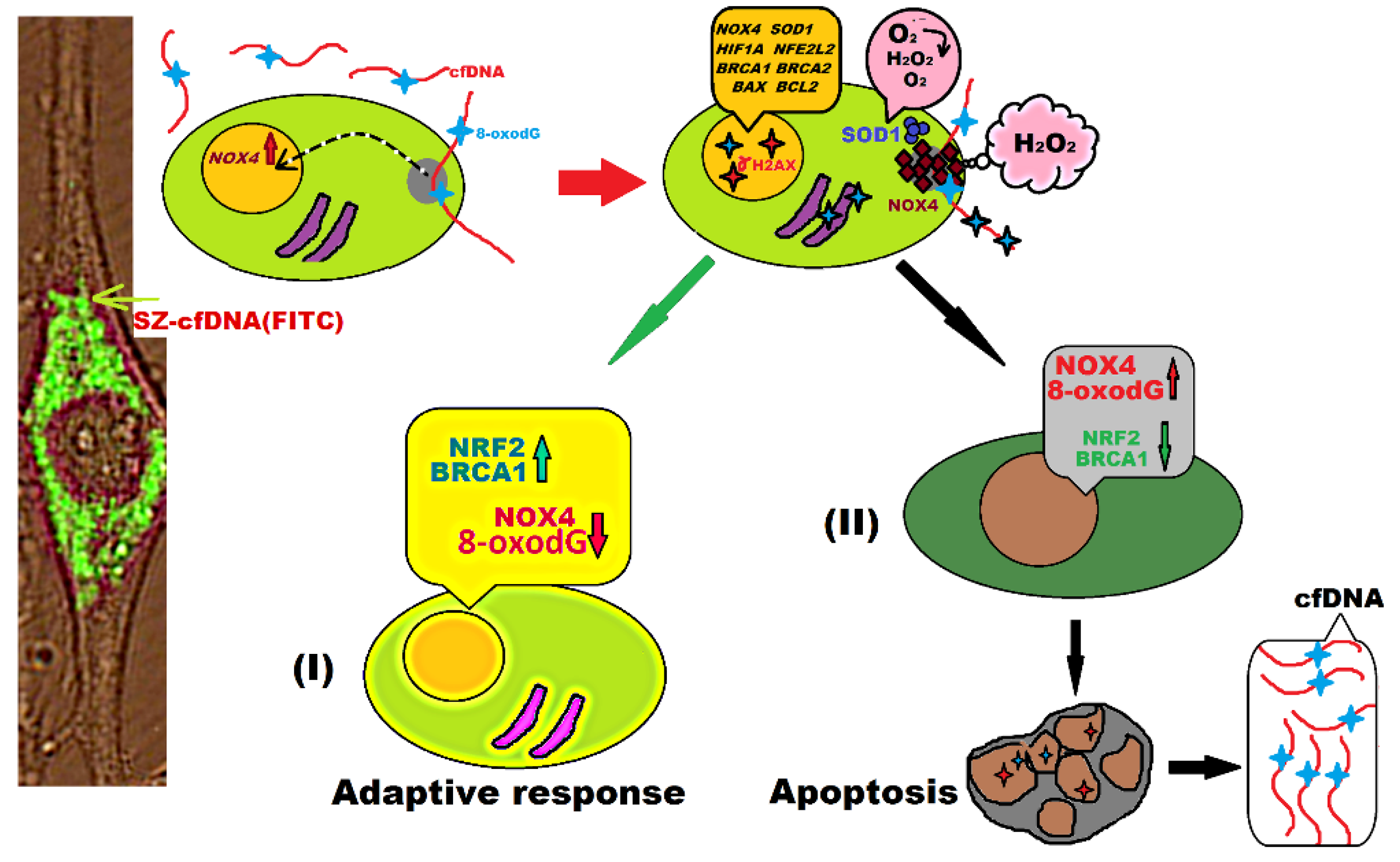 Genes 13 02283 g009 Genes 13 02283 g009