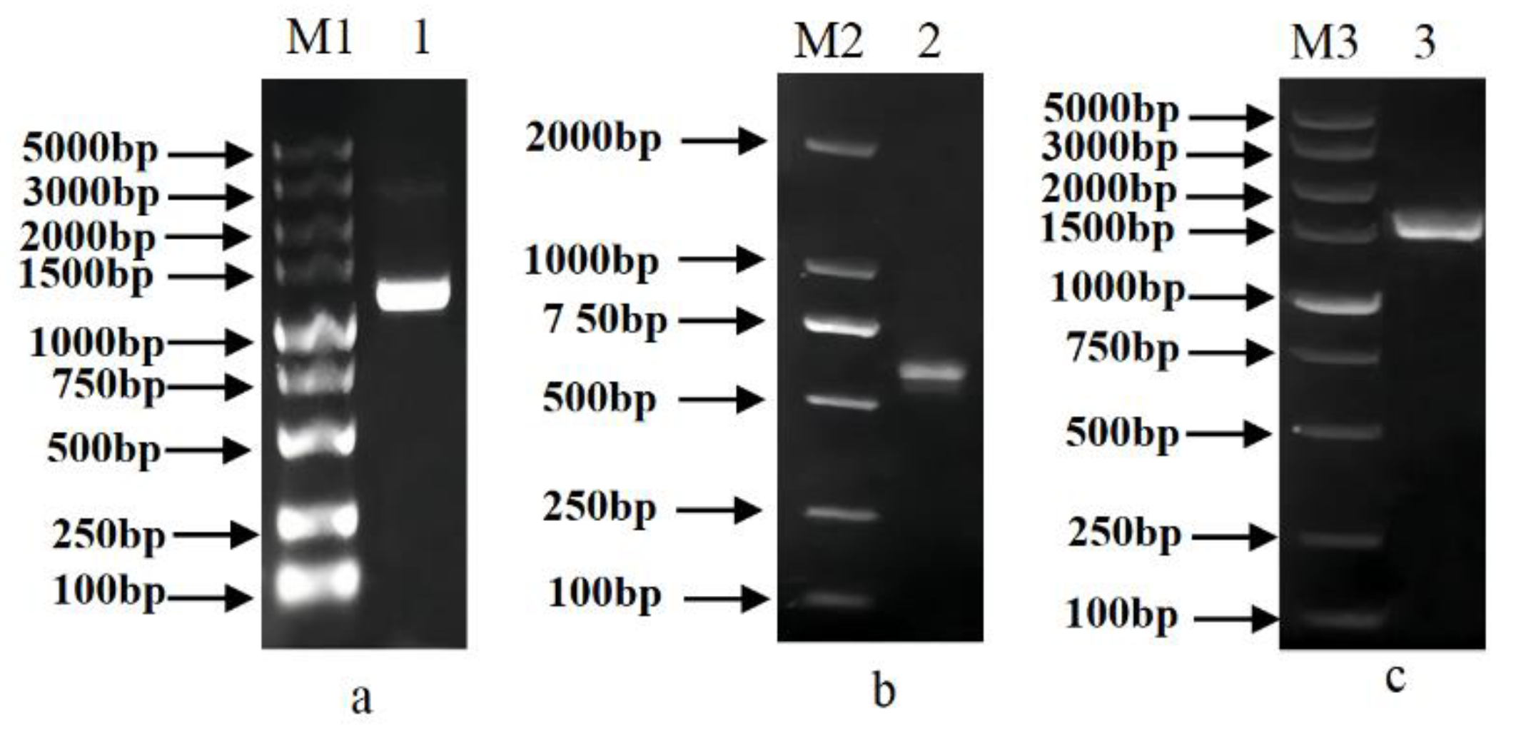Genes 13 02296 g003