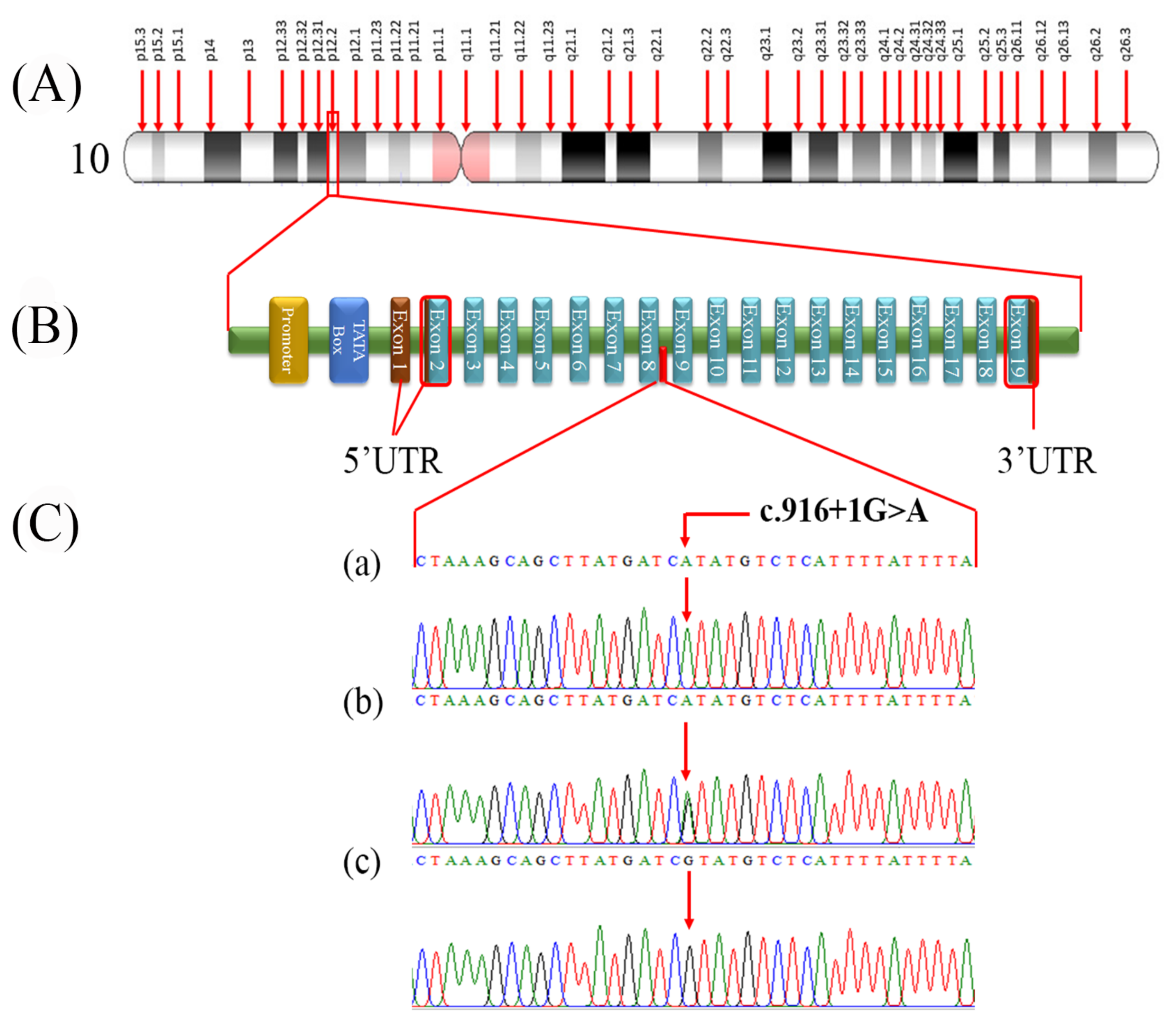 Genes 13 02299 g002 Genes 13 02299 g002