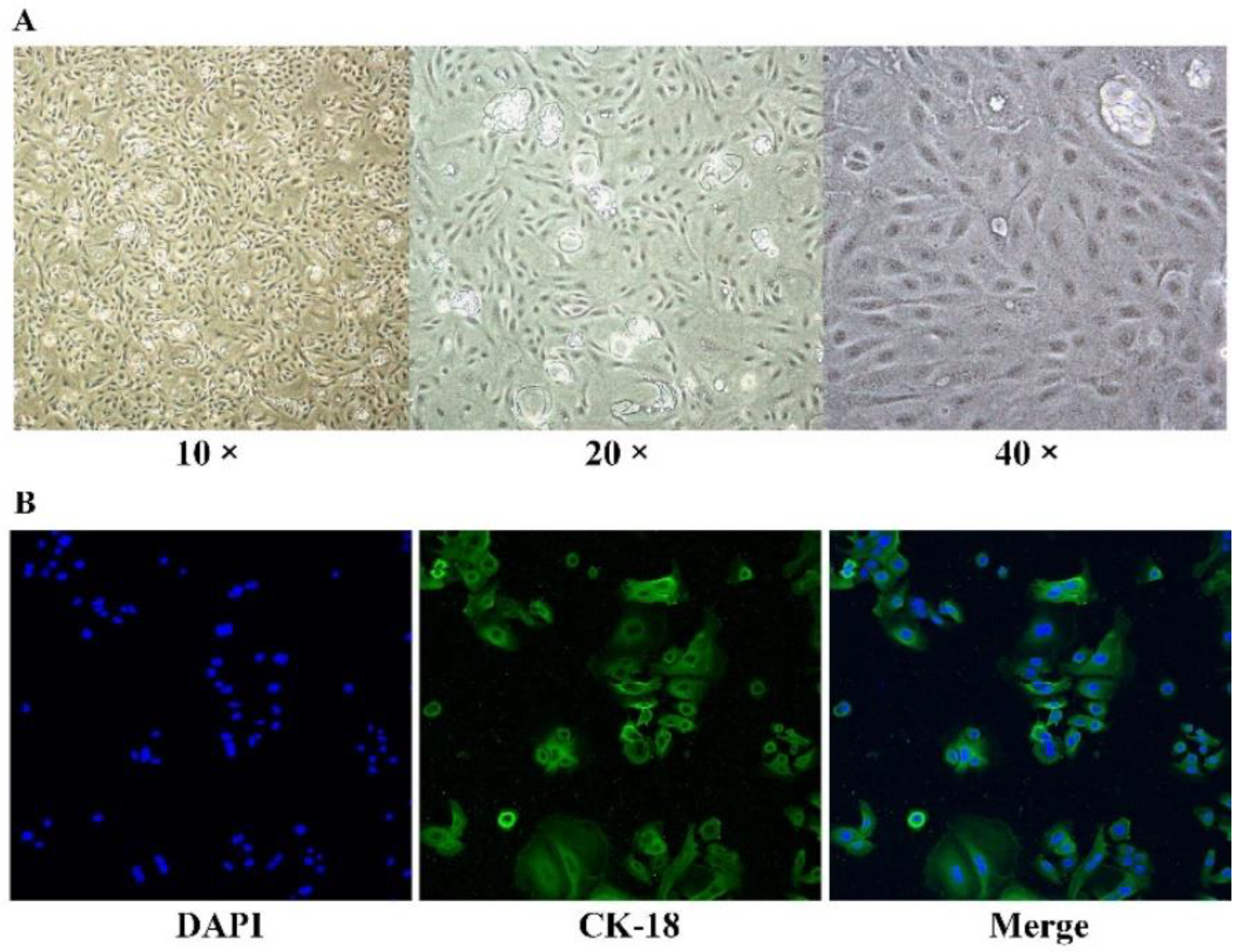 Genes 13 02308 g002 Genes 13 02308 g002