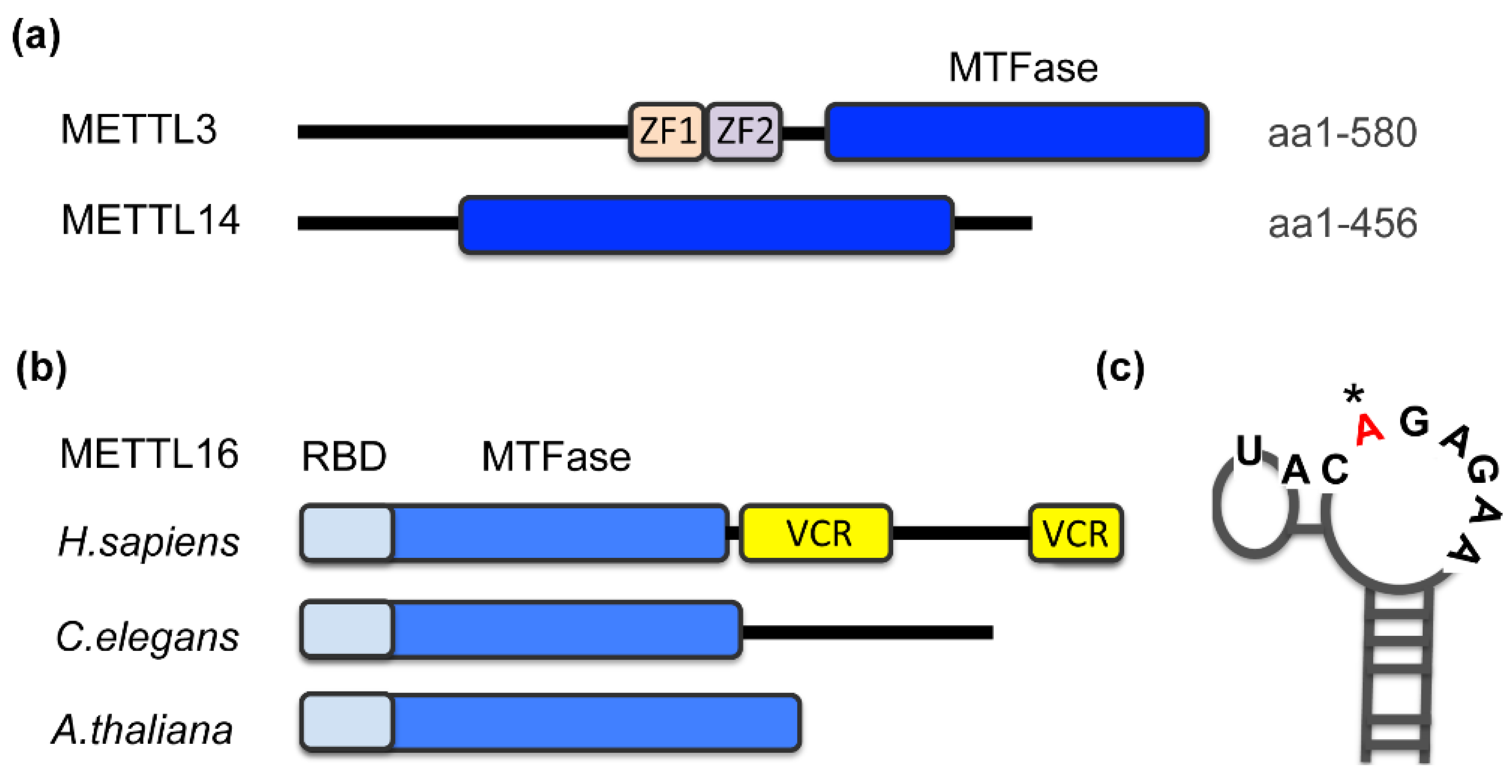 Genes 13 02312 g001 Genes 13 02312 g001