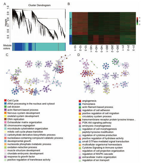 Analysis of mRNA and lncRNA Expression Profiles of Breast Muscle during ...