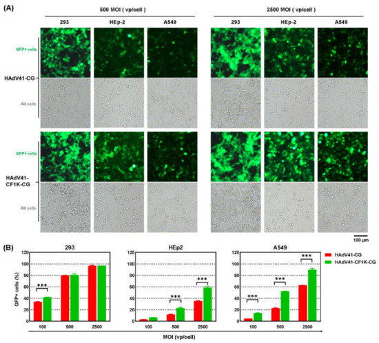 2024人気特価 Candidate Promising a Is Knob Fiber1 CELO to the Modify ブレスレット・バングル