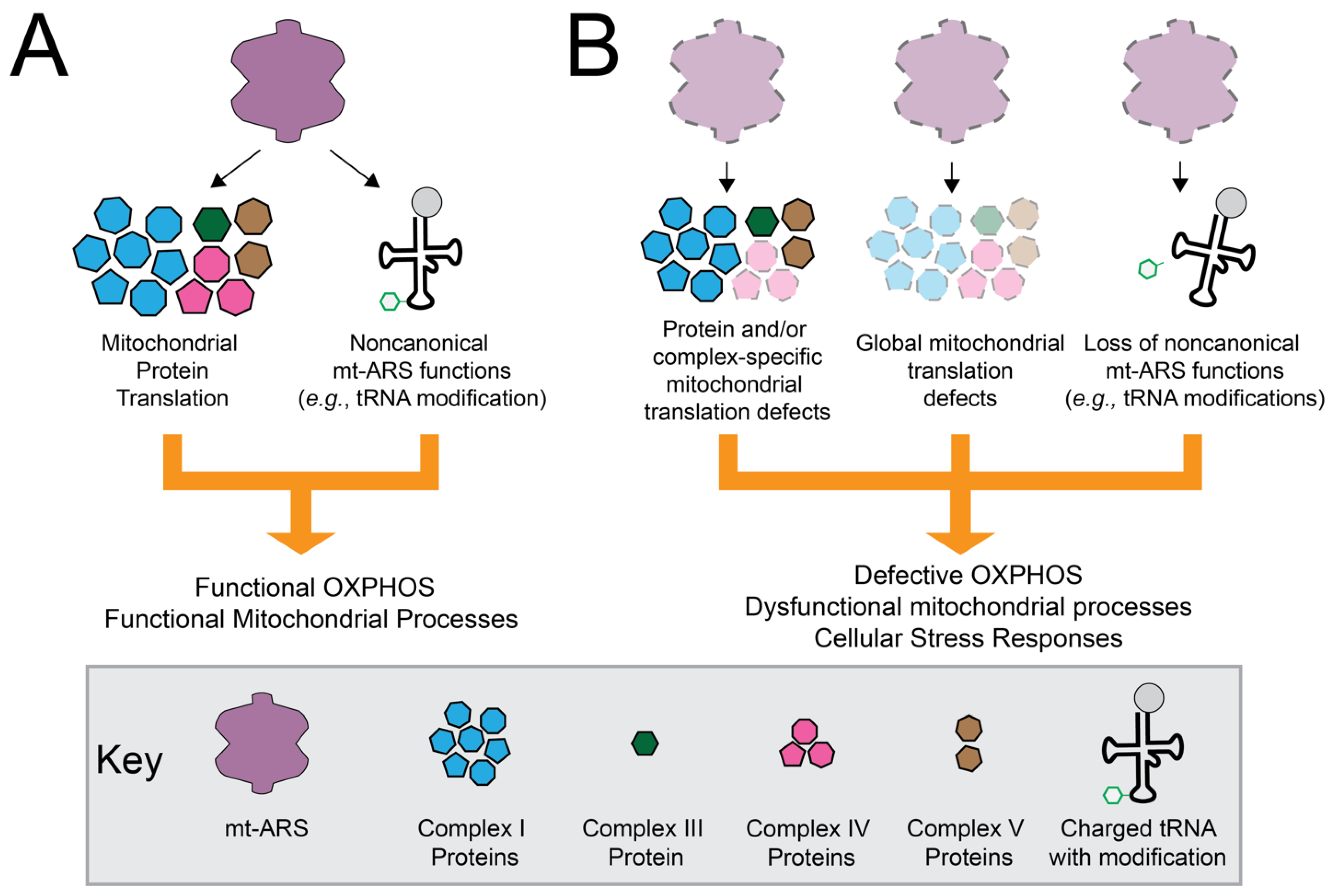 Genes 13 02319 g002 Genes 13 02319 g002